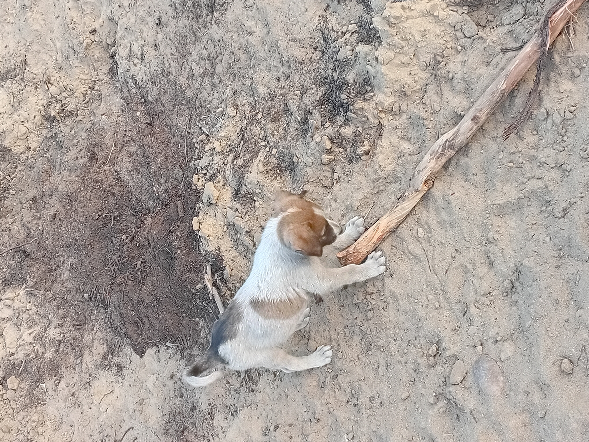 An outdoor, eye-level, medium shot captures a small, light brown and white puppy standing on dry, sandy ground. The puppy is facing down and to the right, with its head lowered towards a piece of light-colored wood lying on the ground. Its tail is raised and curved. The ground is composed of sand and small pebbles, with patches of dry vegetation. In the upper background, the ground appears darker and more densely covered with vegetation. The scene is devoid of any recognizable landmarks or structures that would indicate a specific location within the city of Semey, Kazakhstan. The lighting suggests it is daytime, possibly late afternoon due to the soft shadows.