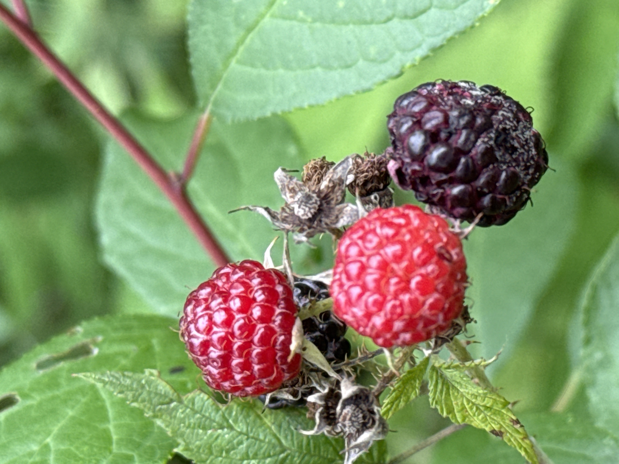 A close-up, eye-level shot captures a cluster of ripe berries, a mix of deep red and dark purple, nestled amongst vibrant green leaves. The berries, clustered together on thin stems, exhibit a textured surface of individual drupelets. Dried brown husks of previous berry formations are visible, adding to the natural, organic feel of the scene. A thin, reddish stem arcs through the upper right portion of the frame, suggesting the presence of a larger plant. The background is a soft blur of green foliage, indicating an outdoor, natural environment. The lighting is natural and diffused, highlighting the juicy texture of the berries and the intricate details of the leaves.