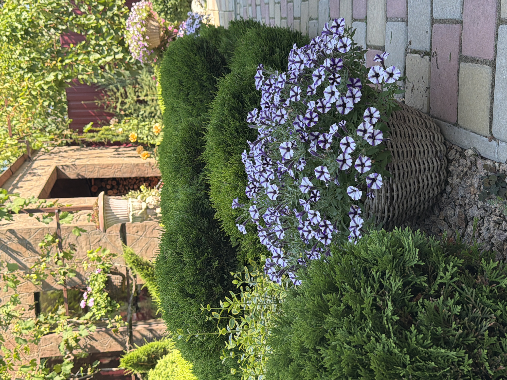 In a sun-drenched outdoor garden, a stone structure with an arched opening stands to the left, partially obscured by lush green vines. A large, woven basket filled with vibrant purple and white petunias sits prominently in the foreground, positioned on a walkway paved with multi-colored bricks. To the left of the basket are rounded green shrubs, and further back, more evergreen bushes and ornamental plants create a layered landscape. The background reveals a reddish-brown fence and more foliage, suggesting a tranquil, well-maintained garden setting.