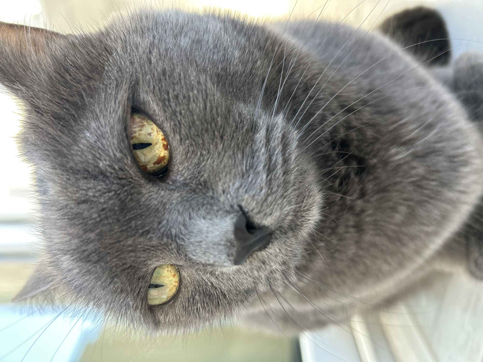 A close-up, high-angle shot depicts a gray cat with golden eyes. The cat is lying down, its face turned towards the camera. The background is out of focus, but a white surface is visible, suggesting the cat is lying on a window sill or similar flat surface. No specific details indicate the location is Veliko Tarnovo, Bulgaria.