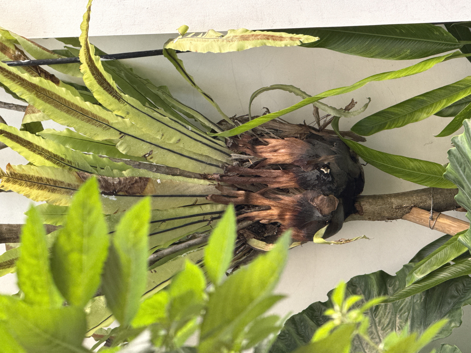 The image shows a bird's nest fern mounted on a horizontal branch affixed to a white wall. The fern has long, green fronds with brown stripes running along their length. The central part of the fern appears brown and woody. Other unidentified green plants surround the fern. The image was taken in North Kuta, Indonesia.