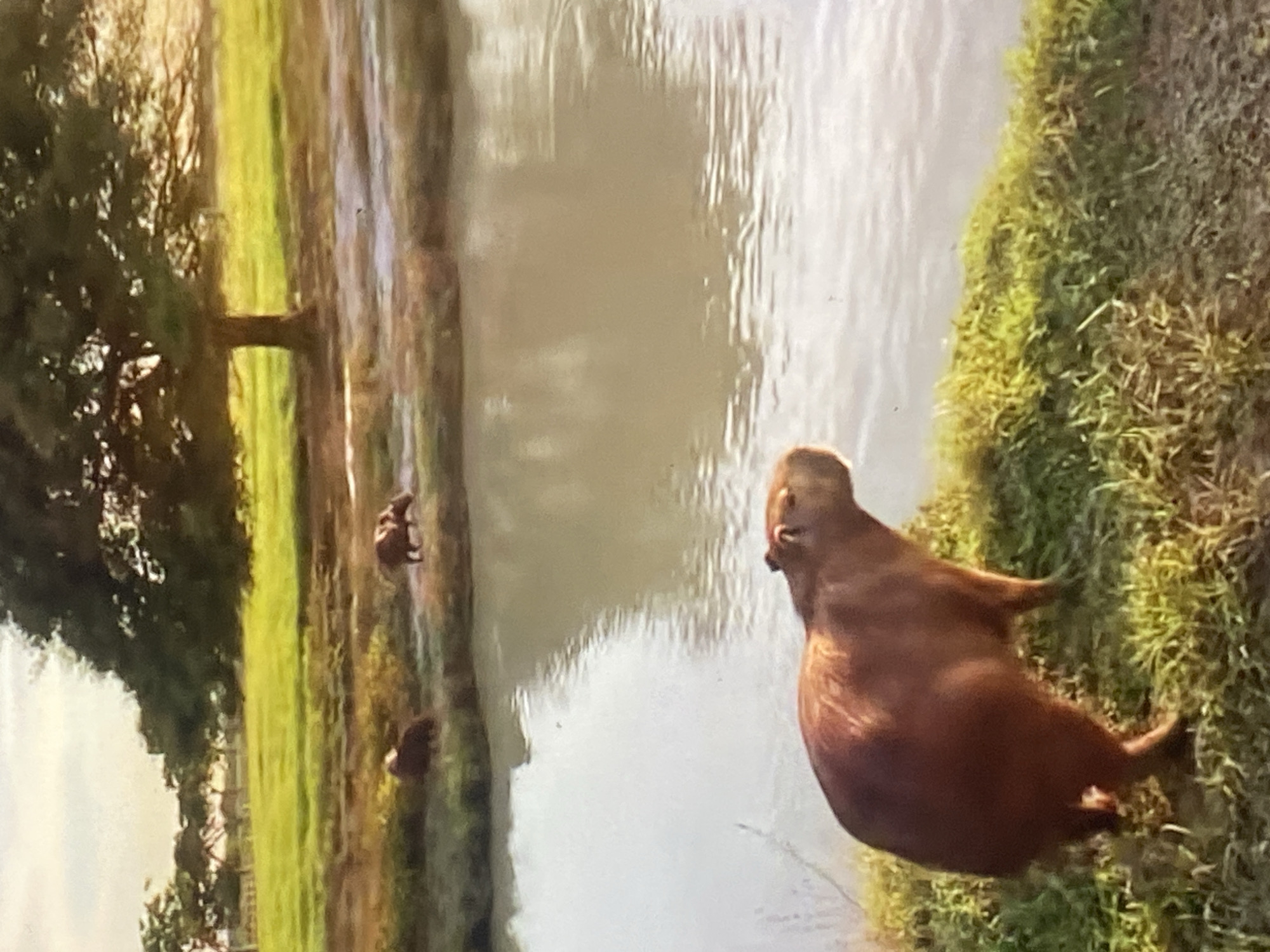 The image depicts a serene natural landscape featuring capybaras by a body of water in Tinaquillo, Venezuela. The scene is oriented vertically, but when viewed horizontally, a large capybara, distinguished by its brown, coarse fur, is prominently positioned in the right foreground on a grassy bank. It faces away from the viewer, looking towards the calm, light brown water that dominates the central and left portions of the image.
Further along the opposite bank, beneath the sprawling canopy of a large tree with dense green foliage on the far left, two other smaller capybaras are visible. One stands on the grassy edge, while the other is partially obscured, possibly in the water or grazing lower down the bank.
The lighting suggests a bright day, possibly late morning or afternoon, casting a warm glow over the scene and highlighting the rich green of the vegetation and the earthy tones of the animals. The water surface appears tranquil, reflecting some of the sky and surroundings. The overall impression is one of peaceful wildlife in their natural habitat, characteristic of the Venezuelan landscape. There is no visible text in the image.