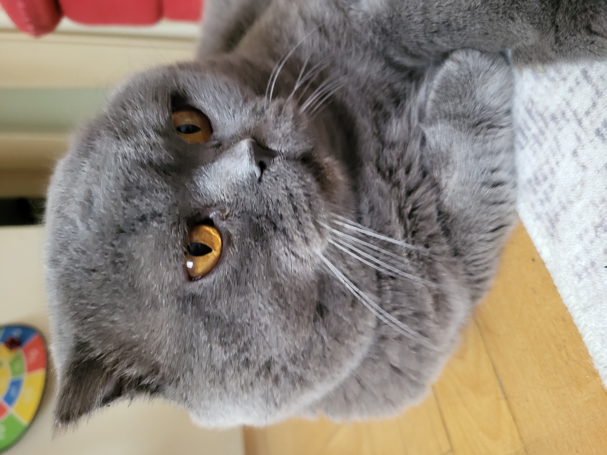 A gray, shorthaired cat with amber eyes lies on a light brown surface, likely a wooden floor. The cat's head is tilted, with its nose pointing upwards. The background includes a red object and a patterned white and gray surface. A colorful, round object is also visible on the left side.
