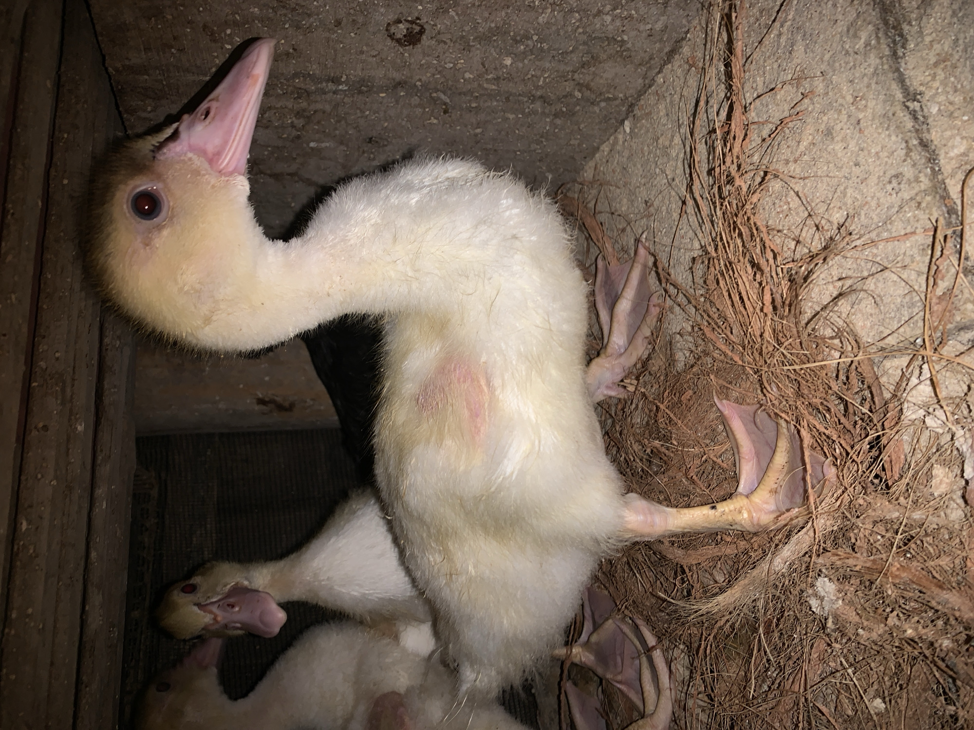 A nest of ducklings sits in a dark, enclosed space, possibly a corner or crevice in a building structure. Two ducklings are partially visible in the foreground; the dominant duckling is white with yellow down on its head and neck. It has a pink beak and dark eyes. Its body is slightly turned to reveal a pink patch of skin on its side. The duckling has thin legs and webbed feet that are intertwined with dry grass and nesting materials. The surrounding environment consists of wood planks, concrete, and dry grass used for bedding. The location is specified as Karangkemiri, Indonesia.