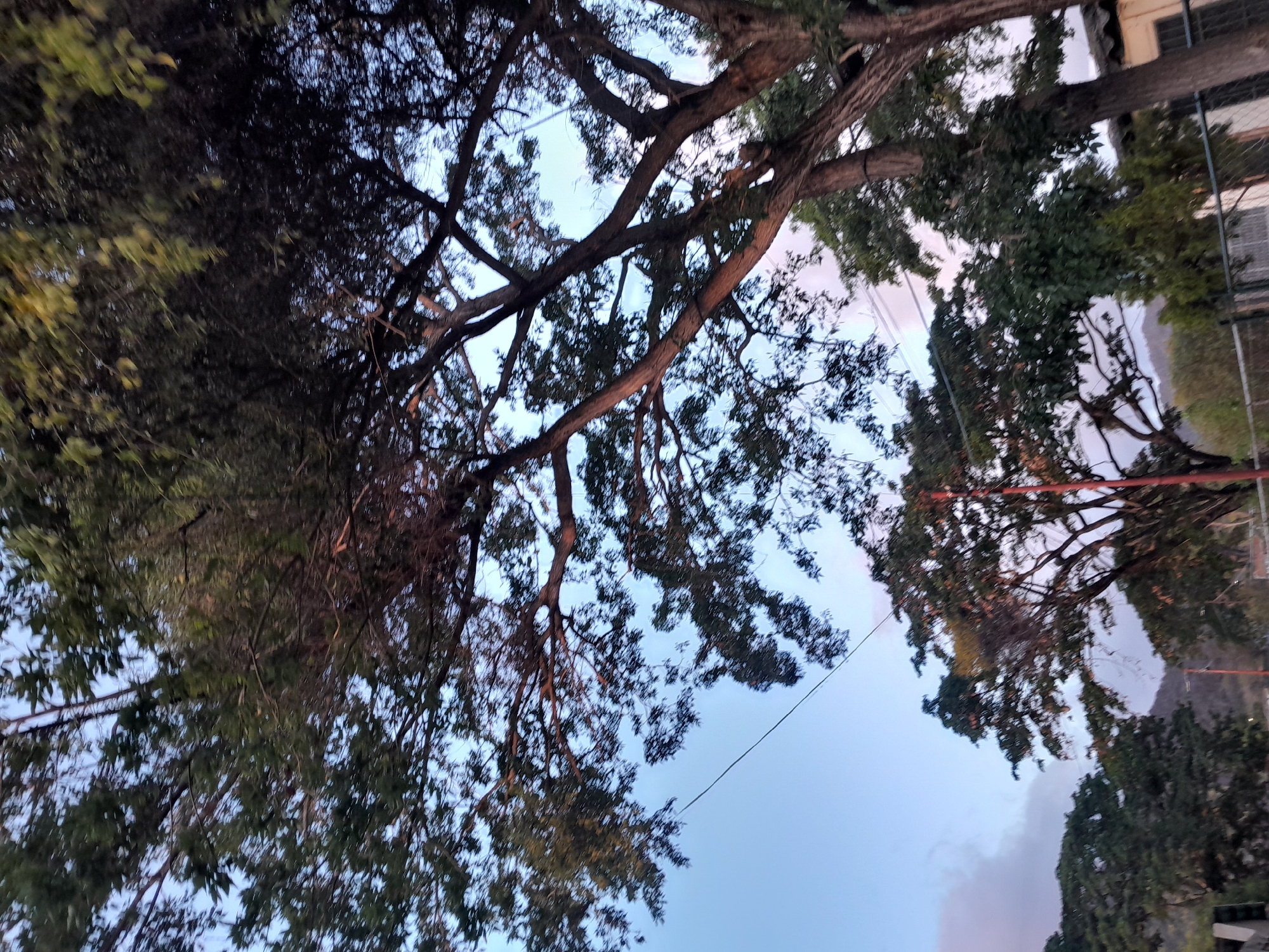 The image shows a view of trees against a pale blue sky with some light clouds, likely in Santa Ana, Venezuela. The trees are large and leafy, with prominent branches extending across the frame. A thin wire, possibly a power line, stretches diagonally across the sky. In the background, there are hints of hills or mountains and some buildings, suggesting a semi-urban or suburban environment. The lighting suggests it is either early morning or late afternoon. There are no people or animals visible in the scene.