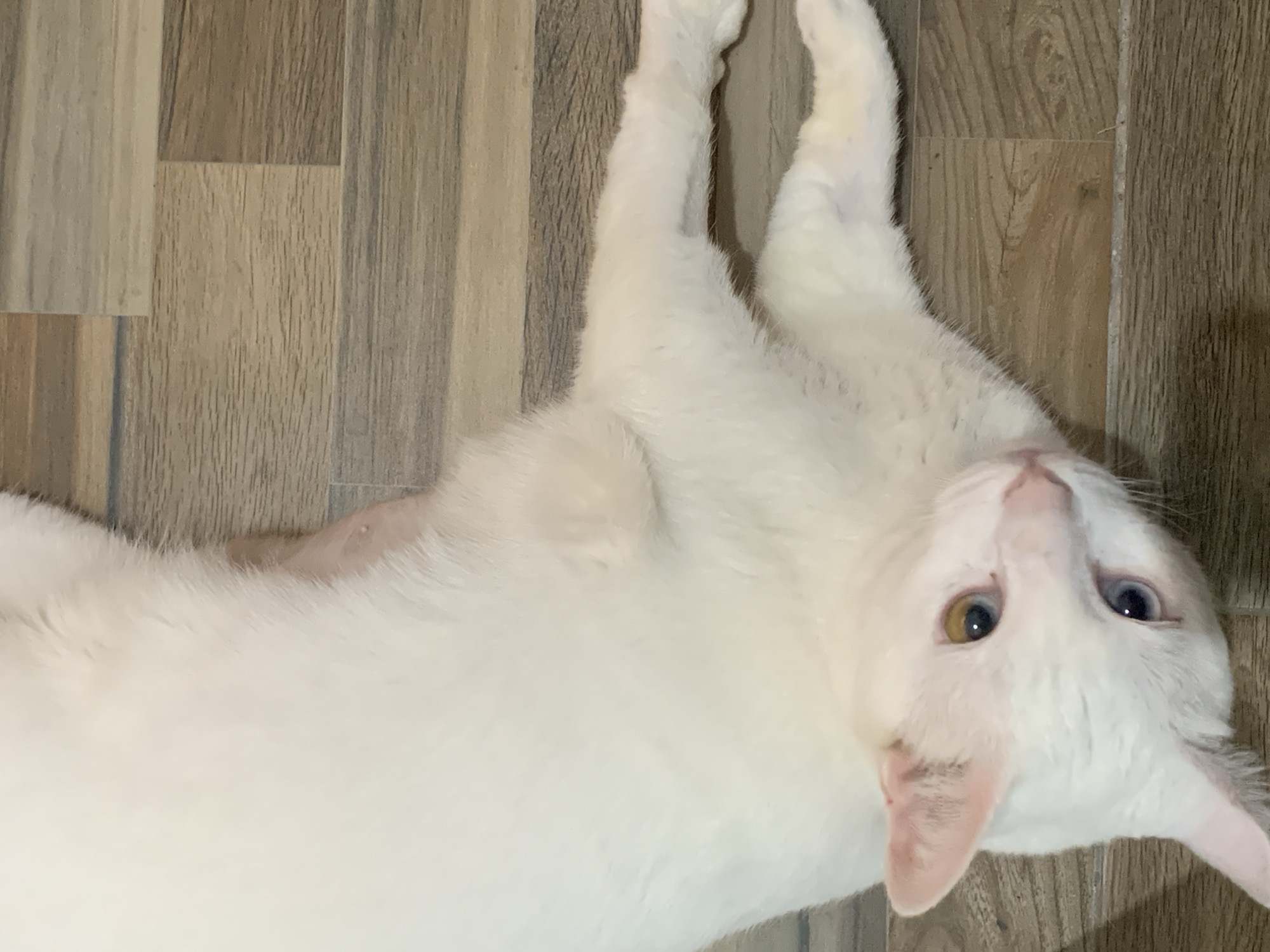 This is a vertical, eye-level, close-up, outdoor, medium shot of a white cat lying on its back on a wooden floor. The cat has heterochromia, with one eye blue and the other yellow. Its fur is fluffy and it has pink ears. Its paws are extended upwards. The wooden floor has a light brown and grey wood grain pattern. The lighting appears to be natural and there are no shadows suggesting it is daytime. The cat appears relaxed, possibly playful or seeking attention. There is no visible text in the image. The location context is Sukawati, Indonesia.