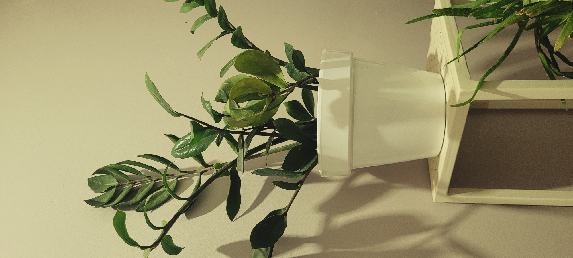 A ZZ plant in a white pot sits on a white shelf against a beige wall. The plant has dark green, glossy leaves and stems that are angled upwards and to the left. Shadows of the plant's leaves are cast on the wall. The shelf is a simple rectangular structure with a perforated top. To the right of the ZZ plant, part of an aloe vera plant is visible on the shelf. The overall scene is indoors, with neutral lighting.