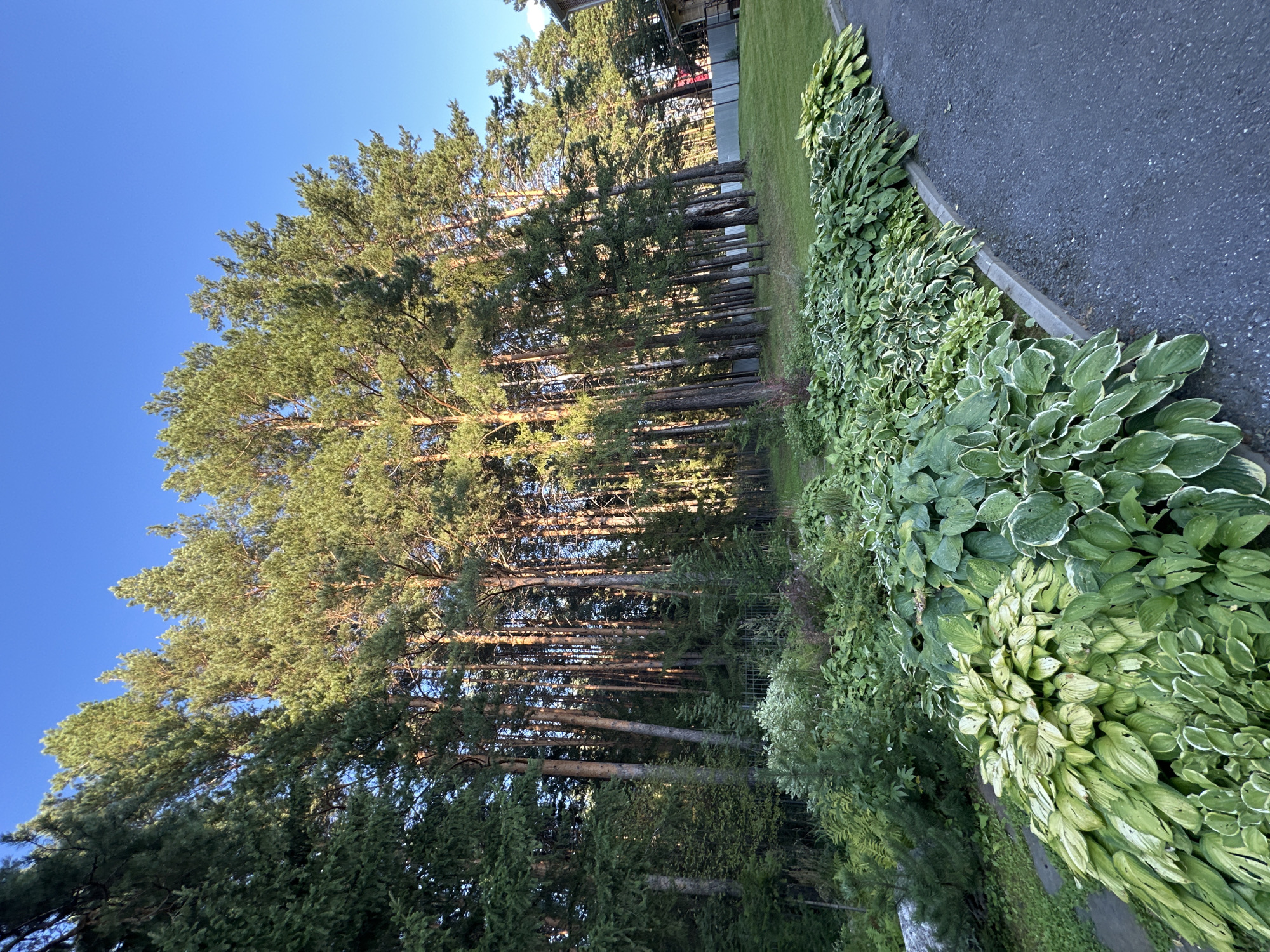 An outdoor, eye-level, wide shot captures a forest of tall, slender pine trees with green foliage that are illuminated by the warm light of the sun. The trees are densely packed together, creating a natural wall. In the foreground, a lush garden of hostas with large, variegated green and white leaves lines a paved driveway. The garden is well-maintained and vibrant, contrasting with the wildness of the forest. The sky above is a clear, deep blue, indicating a sunny day. The overall scene suggests a serene and natural environment, possibly a suburban or rural setting. There are no people or animals visible in the image.