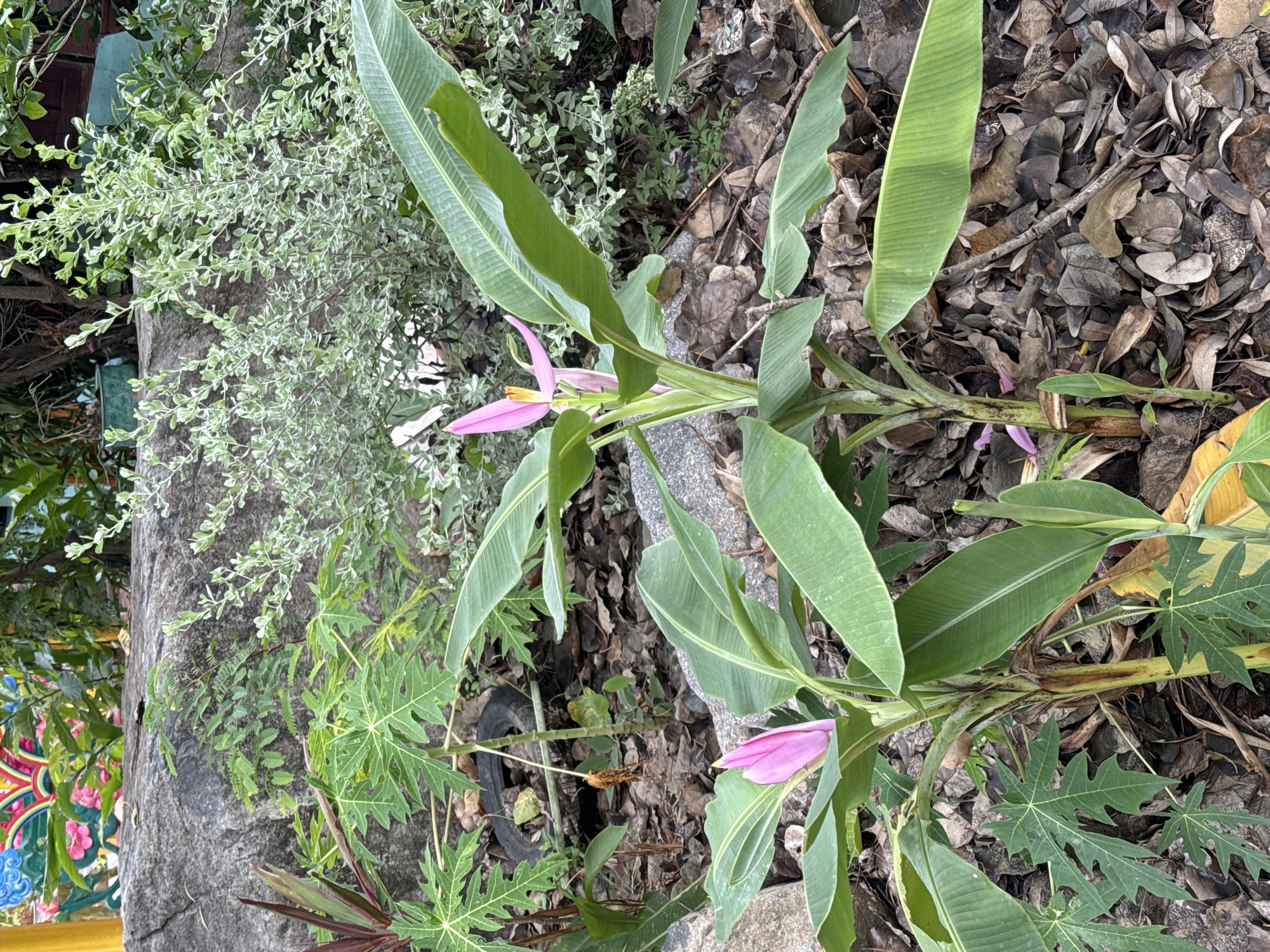 The image shows a ground-level view in Bac Nha Trang Ward, Vietnam. The scene includes foliage with a pink flowering banana plant (likely a Musa velutina, or similar ornamental species) as the primary subject. Other plants with varying leaf structures are also present, including a tree/shrub with small green and white variegated leaves. A papaya plant grows around the banana plant. The ground cover consists of fallen leaves and bits of twigs. Part of a concrete wall or path is visible, and there is a small black tire partially buried in the foliage. Some colorful artwork can be partially seen.