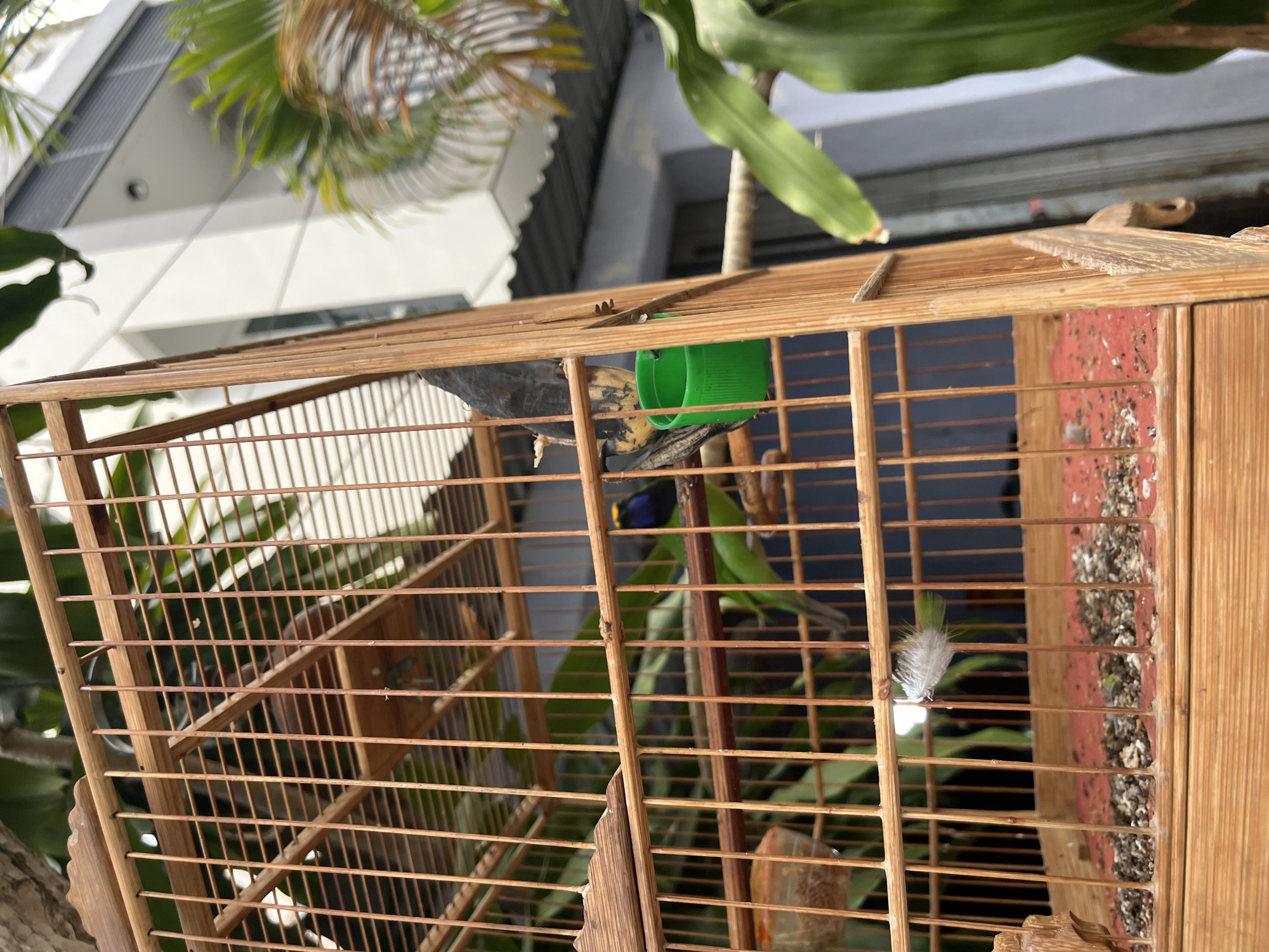 The image shows a birdcage with a small bird inside. The cage is made of brown wood and wire, and it has a green food container attached to the top. The bird is small and green. A feather is attached to the side of the cage. The image was taken outdoors in Nha Trang Ward, Vietnam.