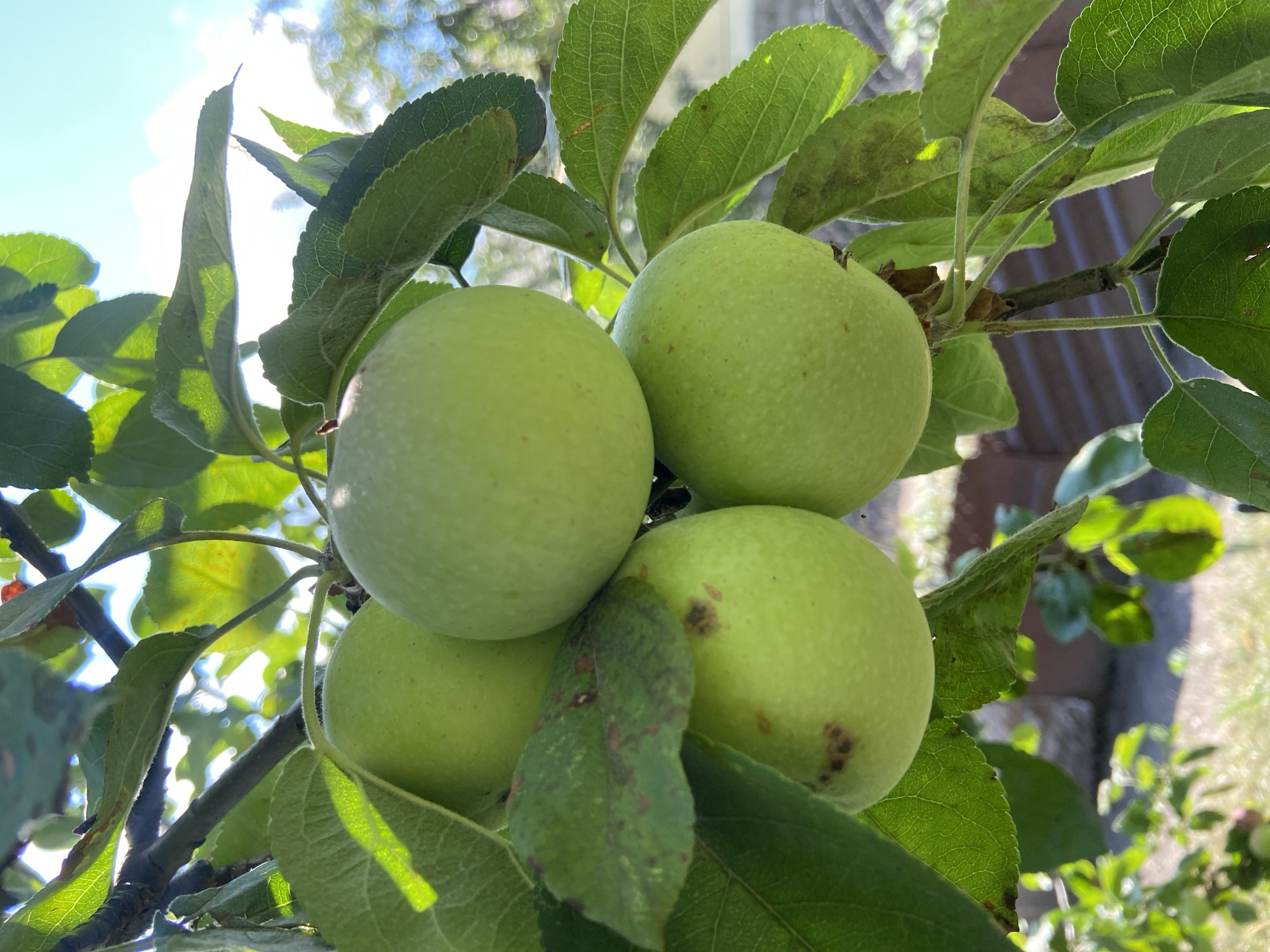 In the city of Stavropol, Russia, an apple tree branch is depicted with four unripe green apples. The apples are round and smooth, with some showing small brown spots. Lush green leaves, some with browning edges, surround the fruit. Sunlight filters through the leaves and illuminates the scene, casting dappled light. In the background, a blurry residential structure and vegetation are visible under a bright blue sky with scattered white clouds. The image captures a close-up view of the apples and foliage on a sunny day.