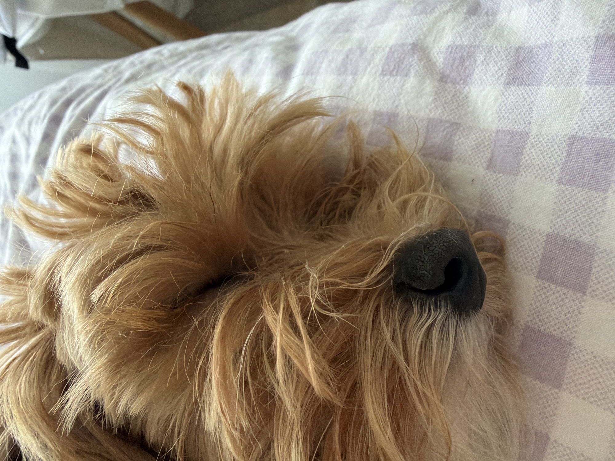 The image is a close-up, overhead shot of a dog's face, partially obscured by its own fluffy, light brown fur. The dog's black nose is visible on the right side of its face, and it appears to be sleeping or resting. The dog is lying on a bed with a light purple and white checkered blanket. The background is blurred, but suggests an indoor setting, possibly a bedroom, with hints of furniture like a wooden bed frame. The lighting is soft, suggesting it might be daytime, but it is difficult to determine the exact time or weather conditions. The overall mood conveyed is one of peace and comfort, as the dog seems to be in a relaxed state. There is no visible text in the image. The location context is Hof, Germany.