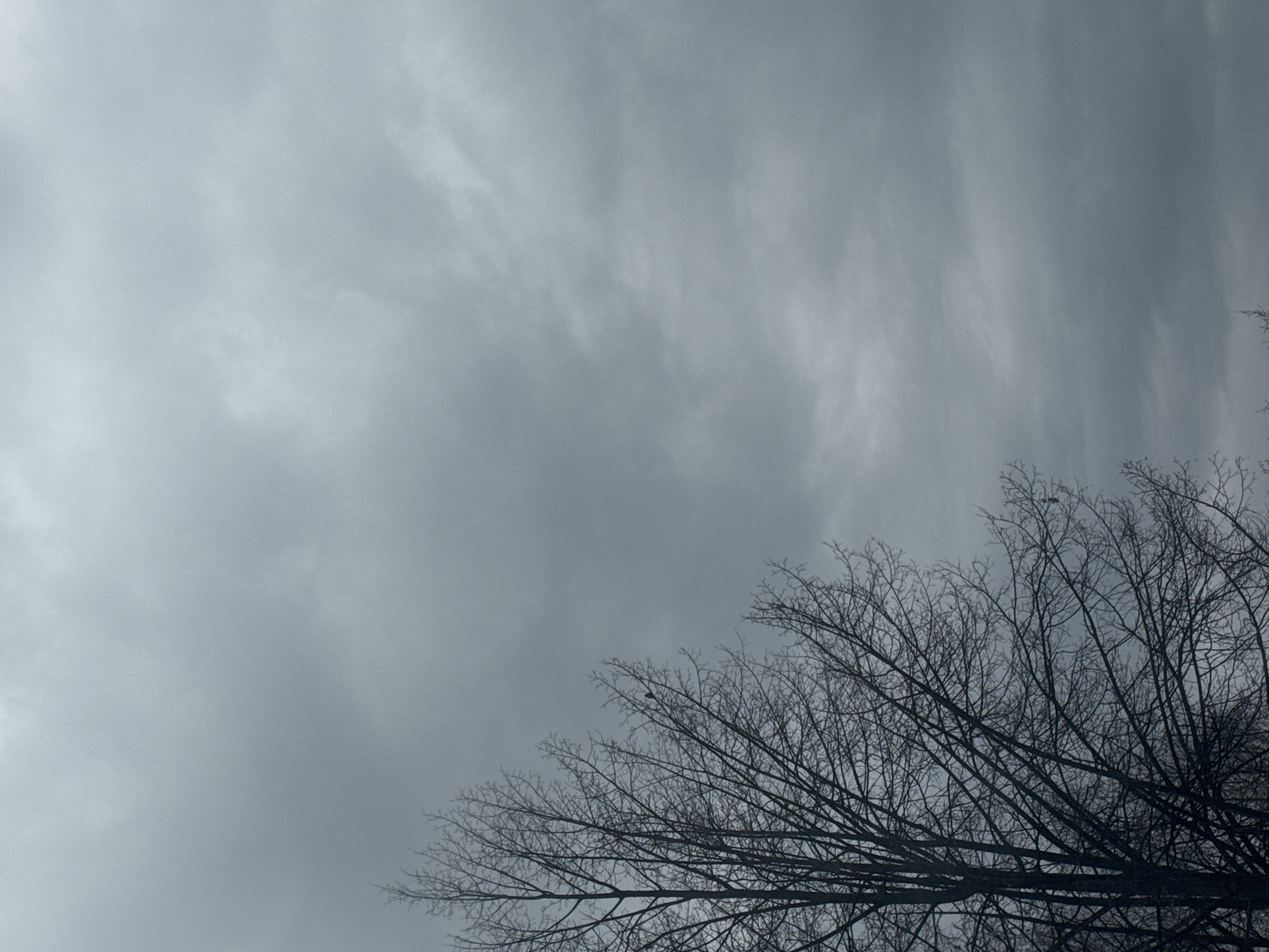 The image depicts a gray, overcast sky above bare tree branches. The branches fill the lower right quadrant of the frame, starkly contrasting with the flat expanse of clouds. The sky appears uniform in color and texture, suggesting a low-pressure system or a dense cloud cover. There are no people or distinct objects visible beyond the natural elements. Location: Cannot be confirmed as Chaikovsky, Russia from the image alone.