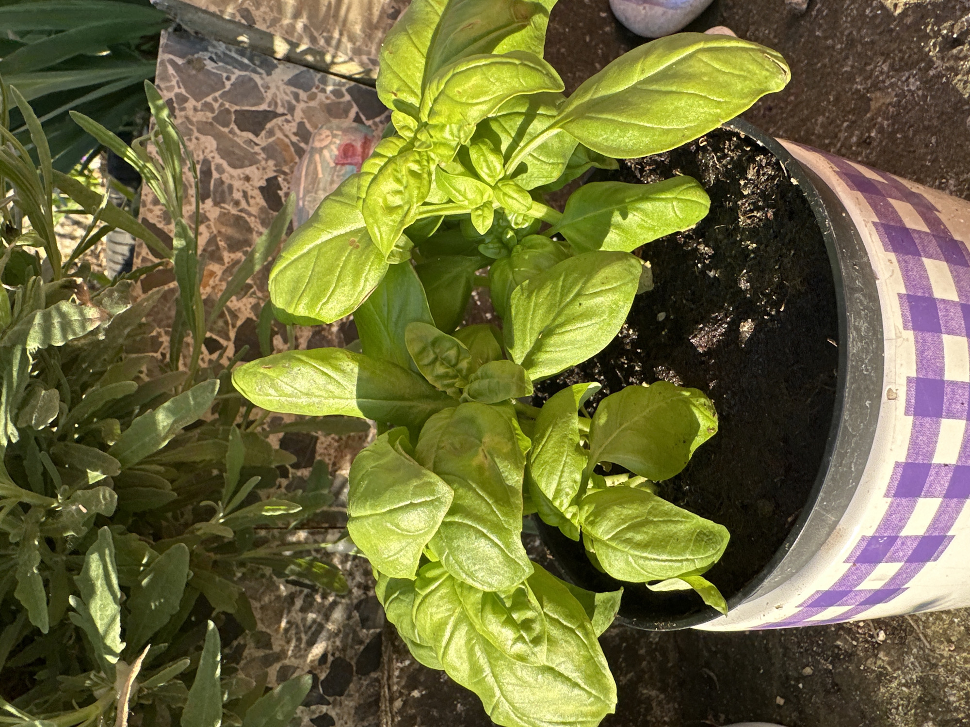 An overhead shot captures a vibrant green plant, likely basil, thriving in a pot under bright sunlight. The main plant features numerous broad, ovate, and slightly wrinkled green leaves, with smaller, newer leaves emerging from its center. Some leaves show faint light green or yellowish discoloration, possibly due to sun exposure.
The plant is situated in a black plastic pot, which is partially covered by a decorative white and purple checkered pattern, suggesting a fabric or painted design. The soil within the pot appears dark and rich.
To the left of the main plant, another plant with narrow, elongated, and somewhat fuzzy grey-green leaves is visible, possibly lavender, partially in shadow. The ground beneath the plants is a textured surface composed of irregular, multicolored fragments, typical of terrazzo or mosaic tiles, in shades of brown, grey, and black.
The strong shadows cast by the plants and surrounding elements indicate a sunny day, likely outdoors on a patio or balcony. The crops highlight the details of the basil leaves, the checkered pattern on the pot, and the narrow leaves of the adjacent plant, confirming the textures and patterns observed in the main image. No visible text is present.