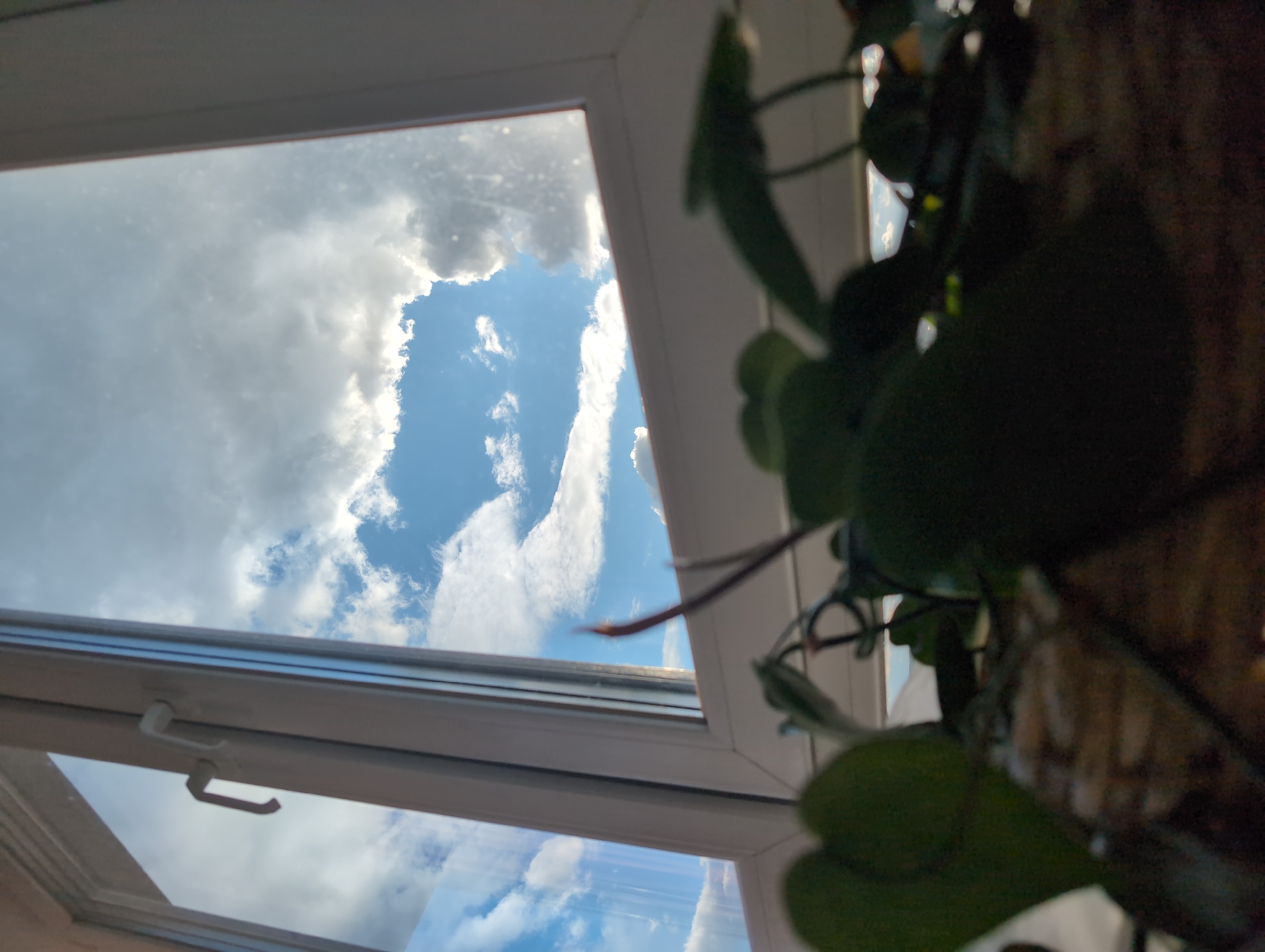 The image presents an upward view from indoors, looking out through a white-framed window, likely a skylight or a high-set window. The setting is Izhevsk, Russia.
In the foreground, on the right side, a leafy green plant is partially visible and out of focus, suggesting it is close to the camera and adds depth to the scene. The main subject is the white-framed window, which divides the composition. Through its two visible panes, a bright blue sky is prominently displayed. The sky is adorned with numerous fluffy white and grey clouds, indicating a partly cloudy but sunny daytime. A white handle is visible on the lower section of the window frame, suggesting it can be opened.
No people are visible in the image, and no specific activity is taking place; it's a static scene observing the outside weather from within. The time of day is clearly daytime, characterized by the bright sky and sunlit clouds. There is no visible text present in the image. The overall impression is one of peaceful observation of the natural elements from an interior space.