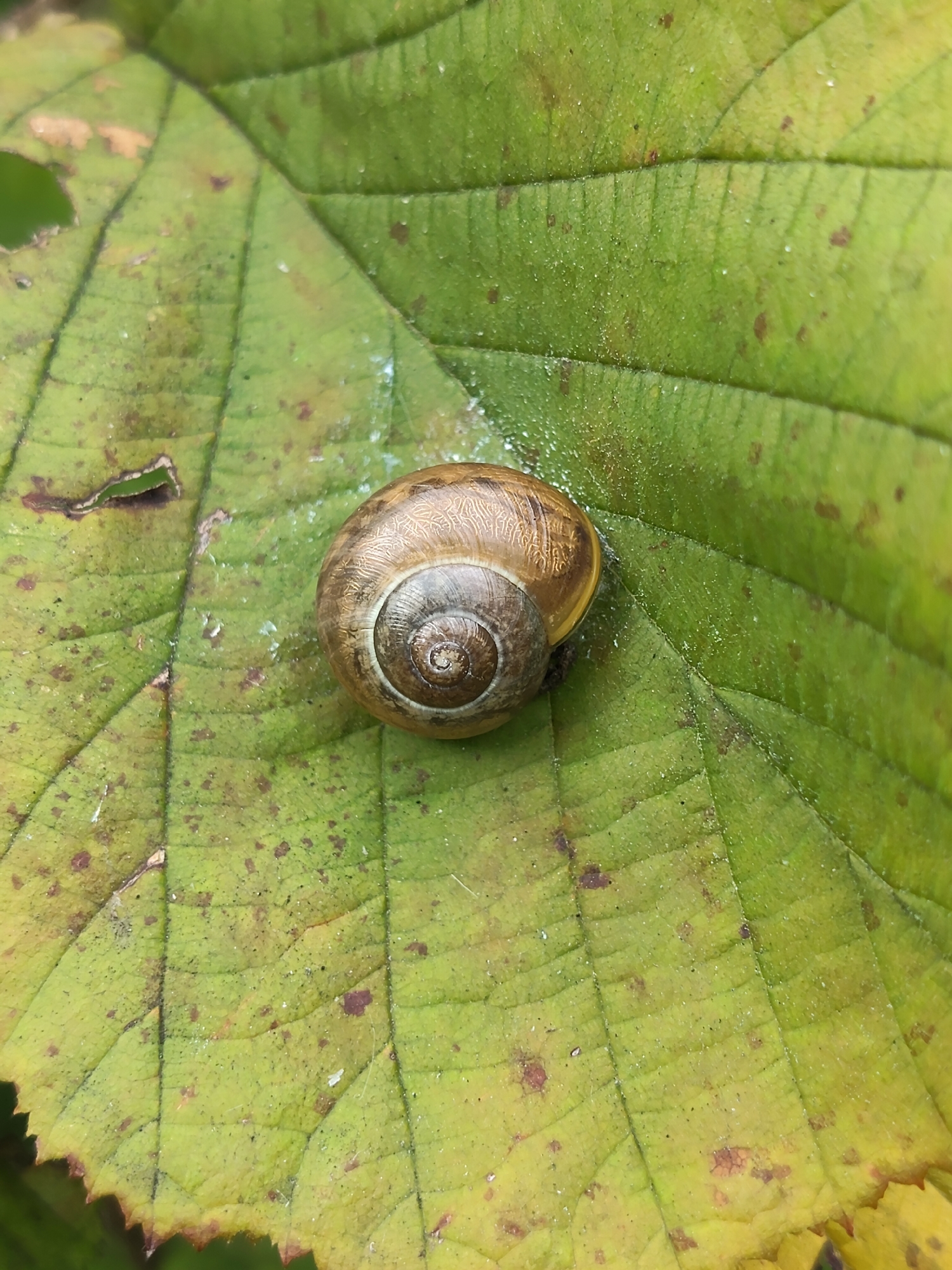 A close-up, overhead shot shows a small snail shell on a vibrant green leaf. The leaf exhibits a slightly rough texture with visible veins and small brown speckles. The snail shell, positioned in the center-right of the frame, is coiled and displays intricate patterns in shades of brown and grey. The overall lighting suggests an outdoor, natural environment.
