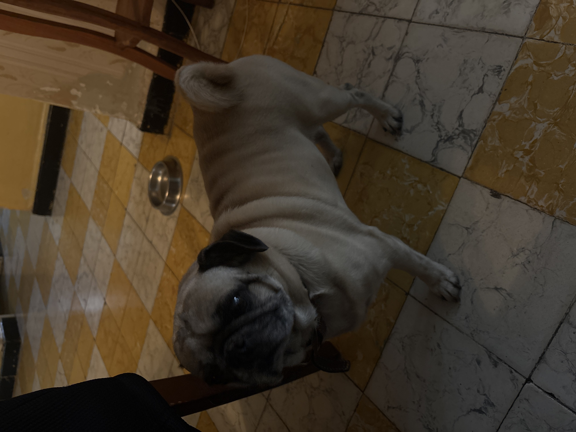 A fawn-colored pug lies on a tiled floor with alternating yellow and gray tiles. The dog faces the camera and is positioned next to a metal dog bowl. The floor is located adjacent to a wooden table or shelf. The scene is indoors. The image appears to have been taken in Puebla, Mexico, based on the tile pattern commonly found in the region.