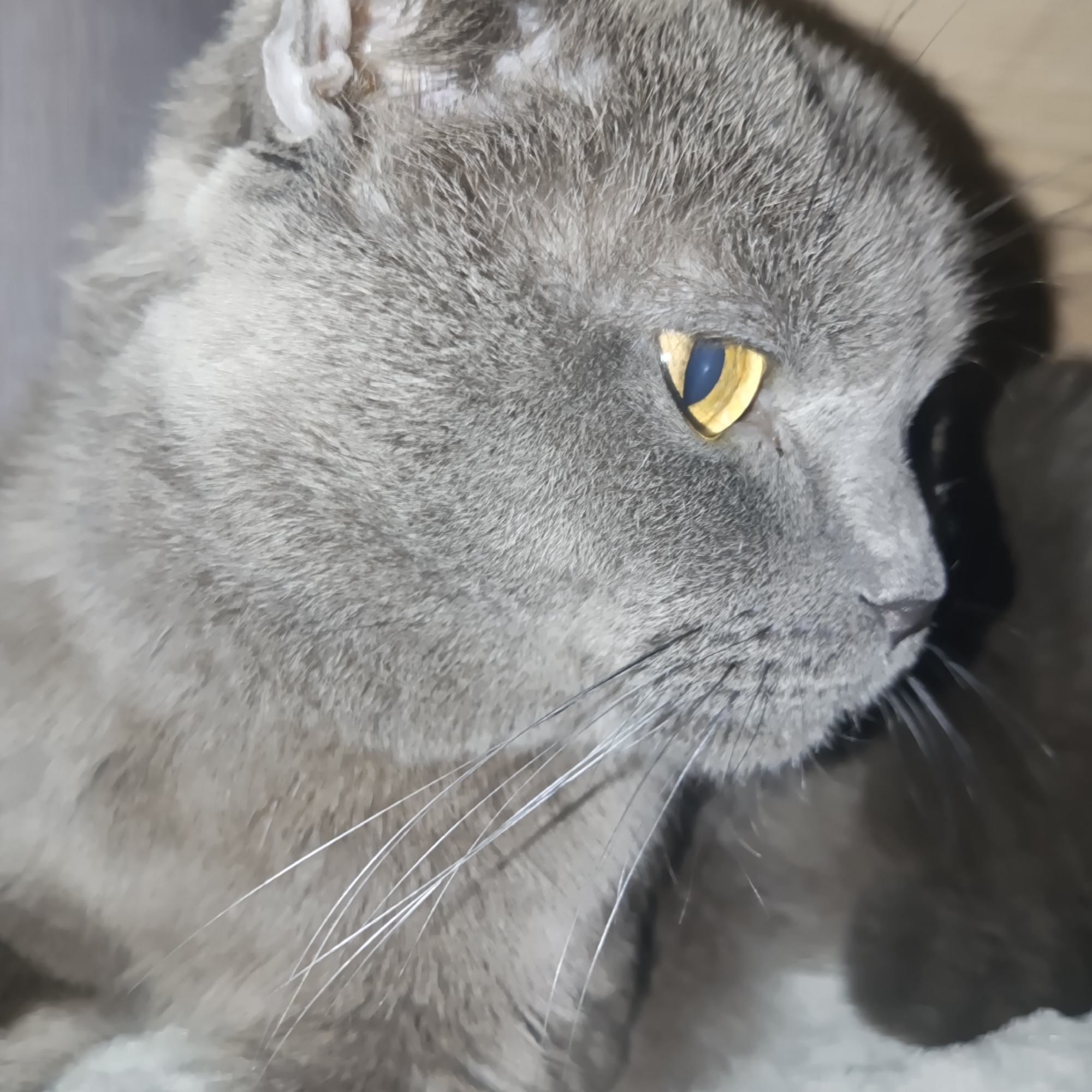 A close-up shot features a grey cat in profile, with its amber eye prominently visible. The cat's fur is dense, and its whiskers are white. The background is indistinct but appears to include another shadowy grey shape. There is no information available to suggest this image was taken in the city of Chaikovsky, Russia.