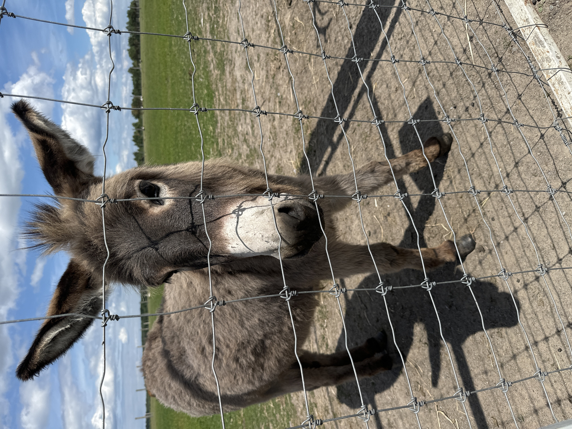 A young donkey peeks through a wire fence on a sunny day in Kostiantynivka, Ukraine. The donkey has gray fur, long ears, and a white muzzle. It is looking directly at the camera with a curious expression. The fence is made of thin wire mesh with diamond-shaped openings. Behind the donkey, a green field stretches to the horizon, dotted with trees. The sky is blue with fluffy white clouds. The sun is casting shadows on the ground, indicating it is likely midday. The overall scene is peaceful and idyllic, suggesting a rural setting, possibly a farm or sanctuary. There is no visible text in the image.