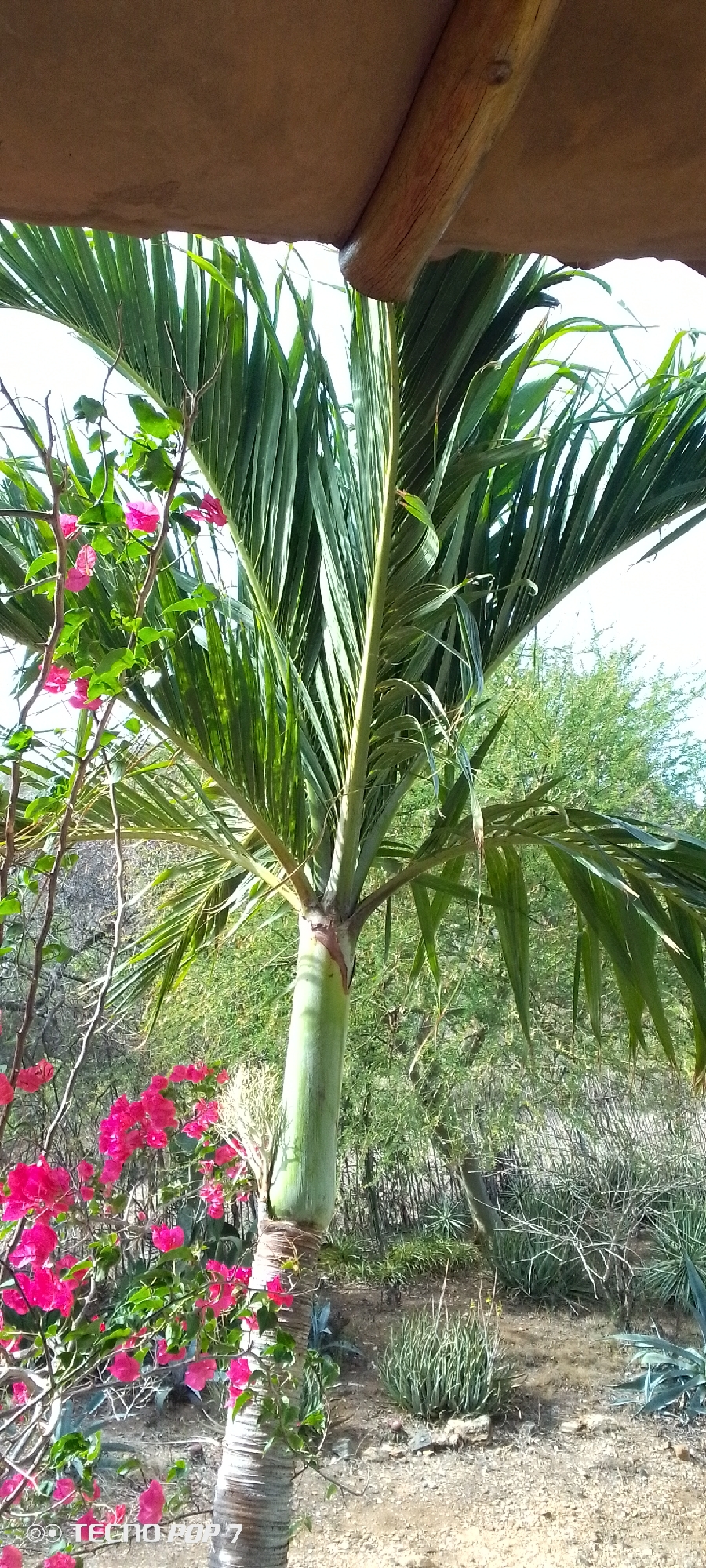 The image shows a close-up view of a palm tree with vibrant pink bougainvillea flowers in the foreground. The palm tree has a light green, smooth trunk that transitions to a textured, brown barked base. Its fronds are lush and green, fanning out from the top. The bougainvillea adds a splash of bright color with its numerous pink blossoms and green leaves, creating a stark contrast against the palm.
In the background, a dry, arid landscape is visible, characterized by sparse vegetation, including succulents and other drought-tolerant plants. The ground appears to be sandy or rocky. The scene is partially shaded by a thatched roof supported by a wooden beam, suggesting an outdoor seating area or shelter. The lighting suggests it is daytime, possibly late morning or early afternoon, with bright sunlight filtering through the foliage.
The overall impression is one of a tropical or semi-arid garden setting, likely in a warm climate. The specific mention of Altagracia, Venezuela, provides geographical context, indicating a location with this type of flora and climate. There is no discernible activity or people in the image. The visible text at the bottom left corner reads "© TECNO POP 7".