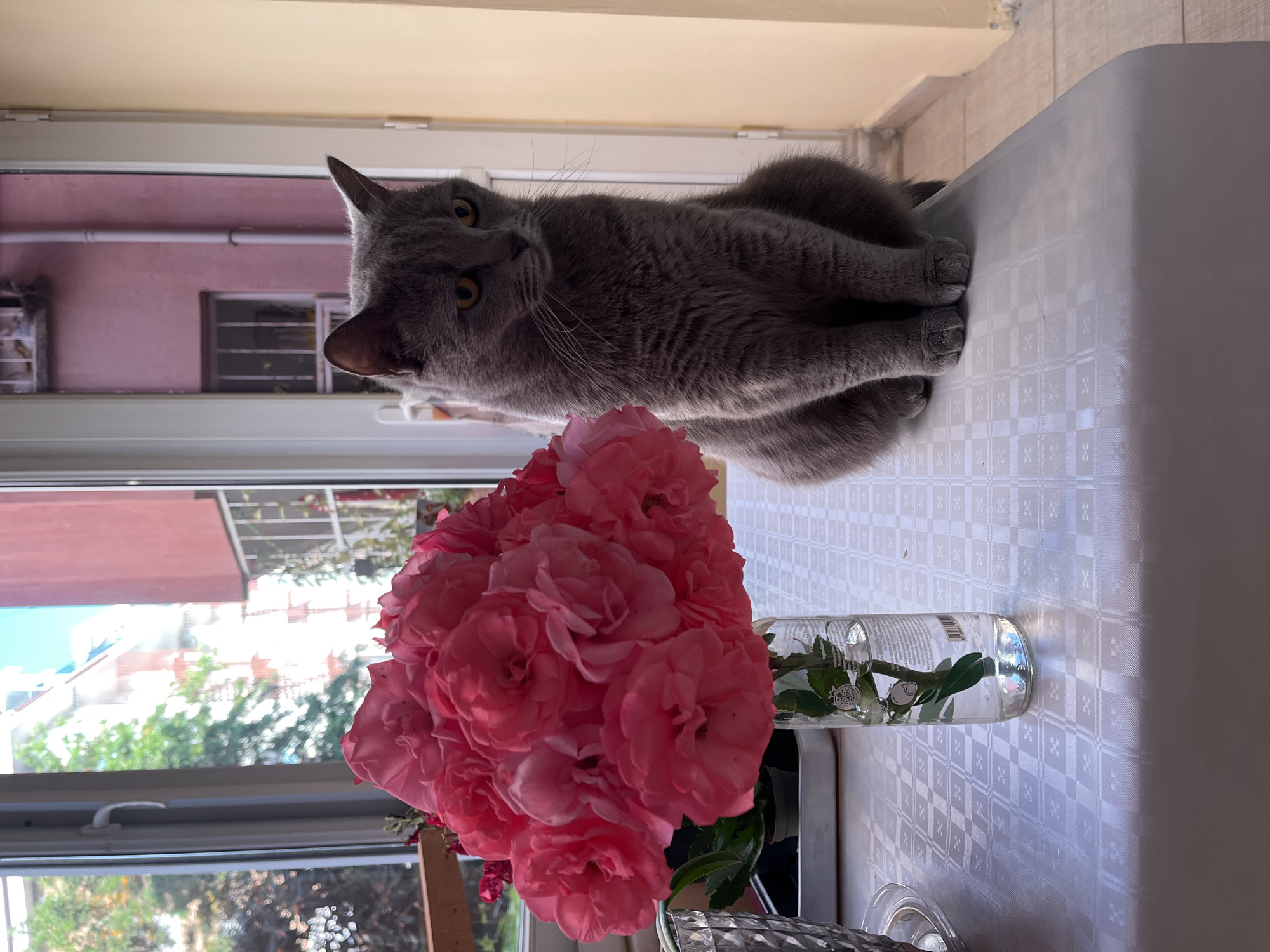 A medium shot of a gray cat, a vase of pink roses, and a window. The cat is perched on a table or sill next to a bouquet of pink roses in a glass vase. The backdrop is a window offering a view of a city street with buildings and trees, possibly in Alanya, Turkey.