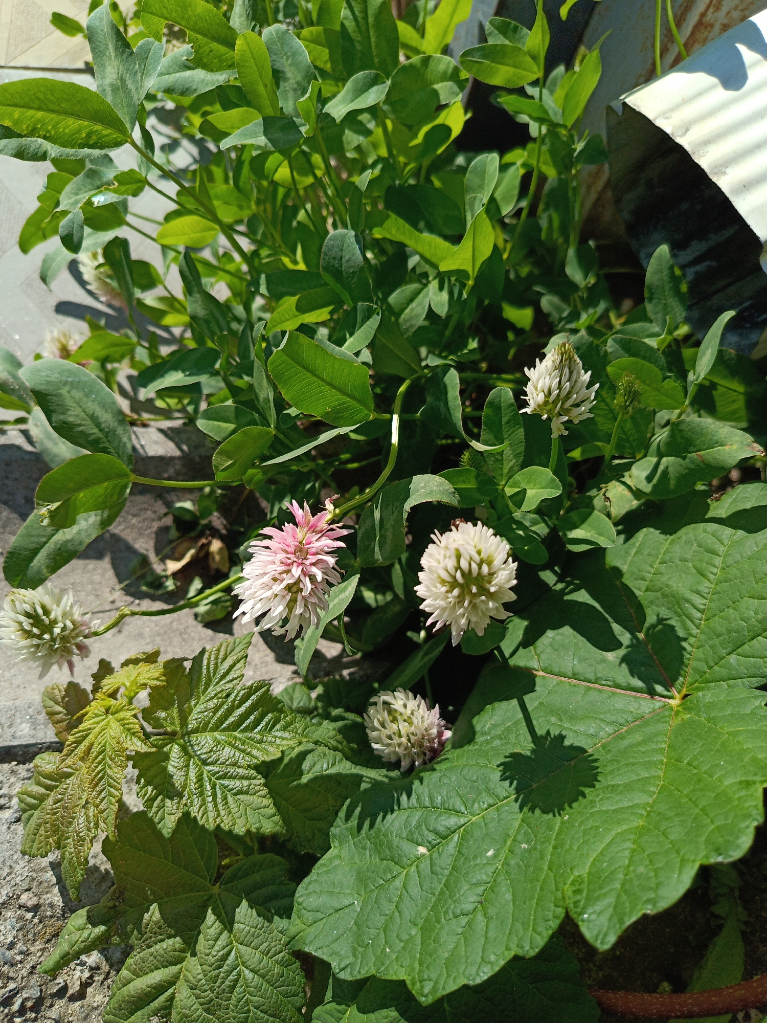 The image displays a close-up view of white and pink clover flowers with green leaves, situated outdoors on what appears to be a sunlit patio or walkway. In the background, a corrugated metal structure is partially visible. The clover is in bloom, with some flower heads appearing dense and round, while others are more elongated and feathery, exhibiting pink and white coloration. The leaves are characteristic of clover, with their tripartite structure, and are lush and green. Some larger, textured green leaves, possibly from a different plant, are also present in the foreground. The ground is a textured, light-colored surface, likely concrete or stone. The lighting suggests a bright, sunny day, casting shadows from the plants onto the ground. The scene does not contain any people or evidence of specific activity. This image was taken in the city of Ust-Dzheguta, Russia.