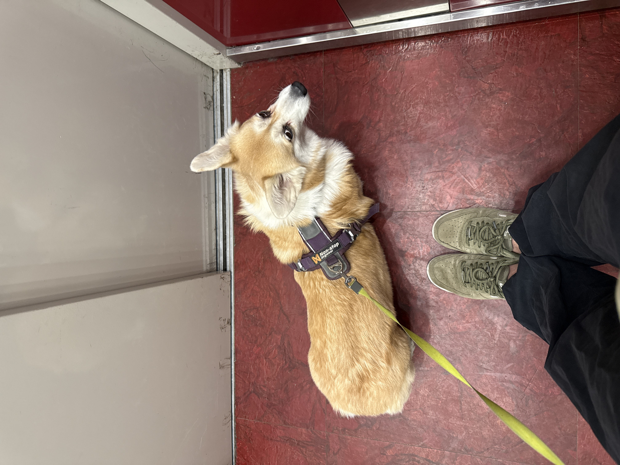 A corgi dog with a "Non-stop dogwear" harness and a lime green leash is standing on a reddish-brown floor, looking up towards a white and red wall. A person wearing light green sneakers and black pants stands to the right of the dog. The dog and person are near a white door. The location is inside the Stolby nature reserve, Krasnoyarsk, Russia.