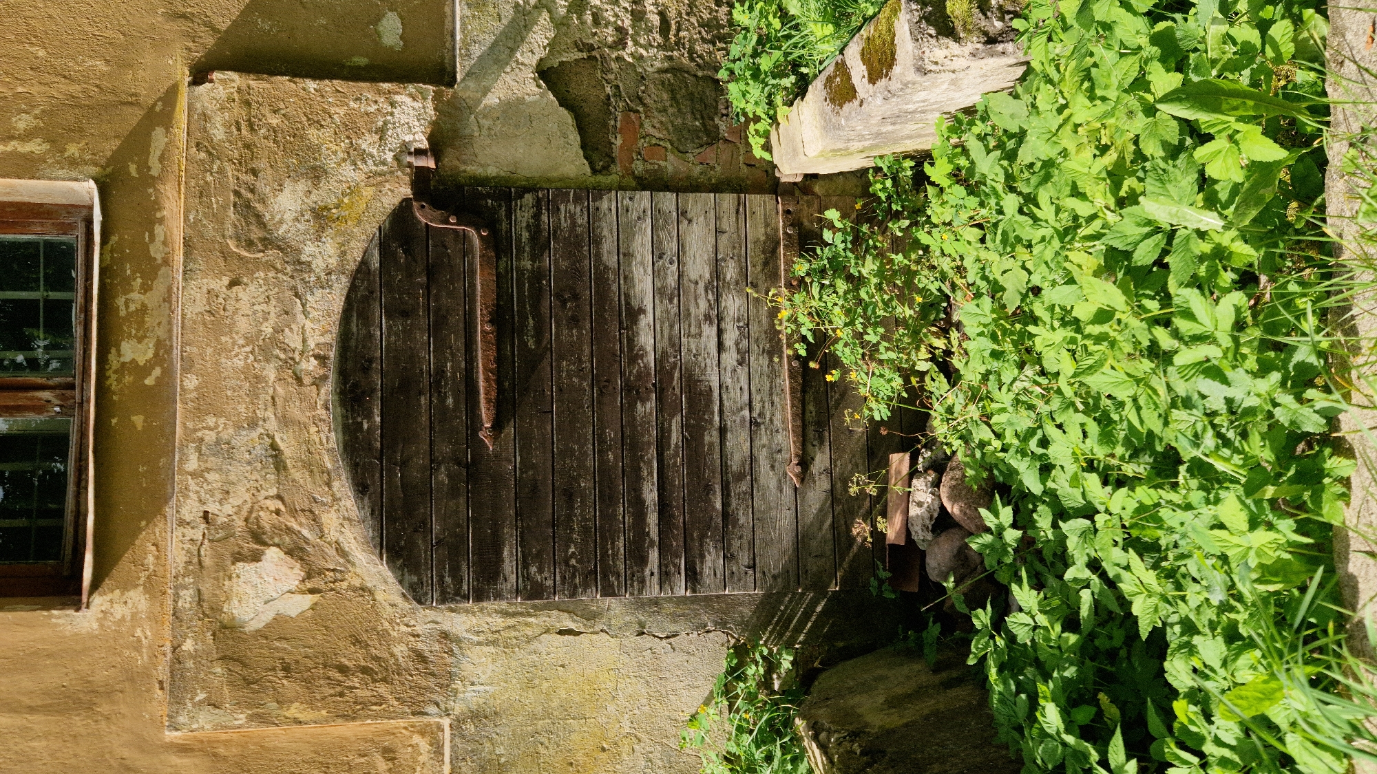 This image depicts an old, arched wooden door set into a weathered stone and plaster wall. The door is made of dark, horizontal planks and is secured by two rusty metal hinges. The wall surrounding the door shows signs of decay, with peeling plaster and exposed brickwork. The area in front of the door is overgrown with lush green vegetation, including various types of plants and some scattered stones and concrete blocks. A small window with a wooden frame is visible above the door. The scene appears to be outdoors, likely in a rural or historic setting, with sunlight casting shadows on the wall and ground. The location is identified as Kazdanga, Latvia.