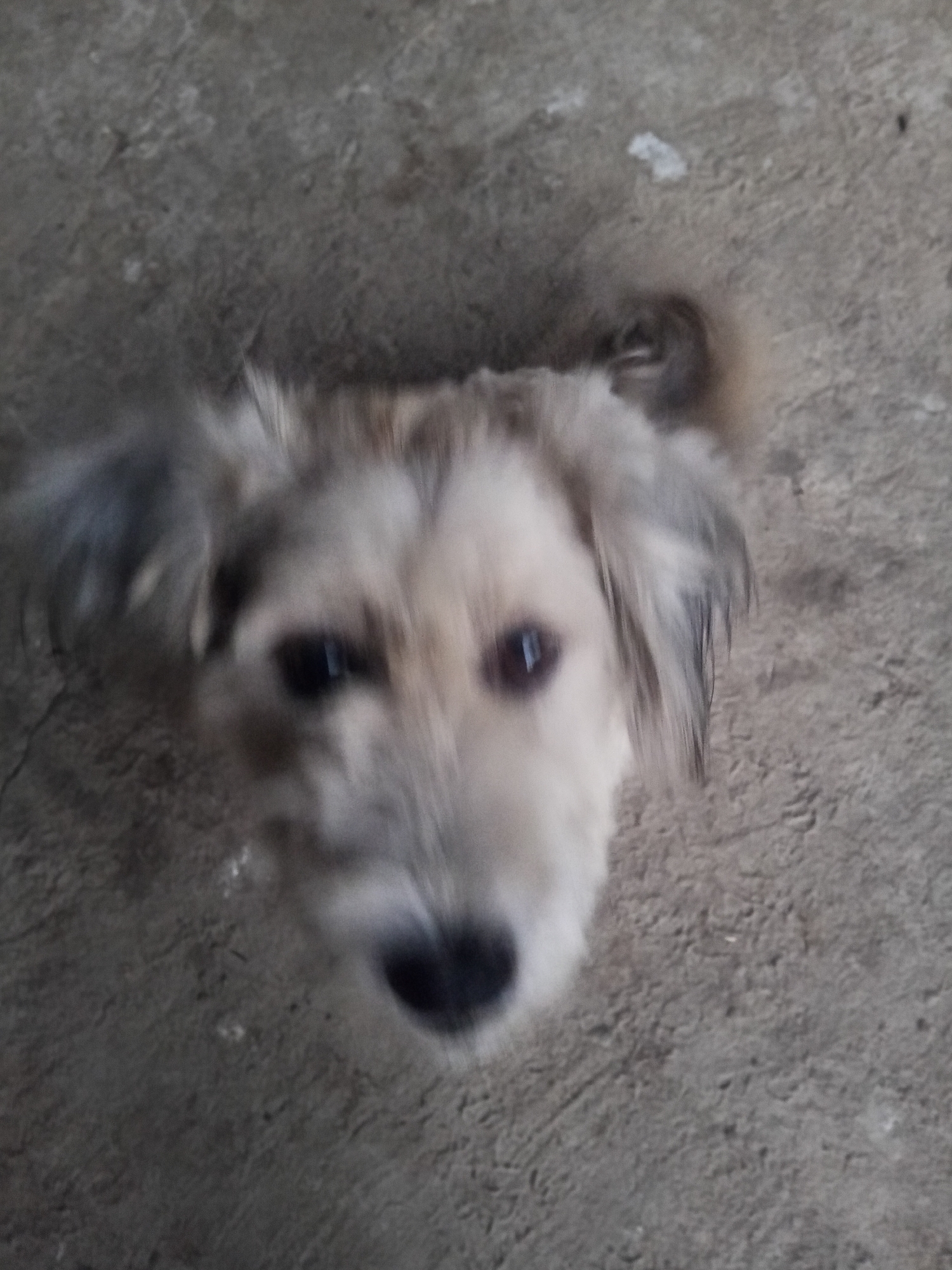 A blurry, close-up, overhead shot of a dog's face is presented. The dog has light-colored fur with darker patches around its eyes and ears. Its eyes are dark and appear to be looking directly at the camera. The dog's nose is black and appears slightly wet. The background is a textured, grey surface, possibly concrete or asphalt. The image appears to have been taken outdoors, perhaps in a yard or street in Makale, Indonesia.