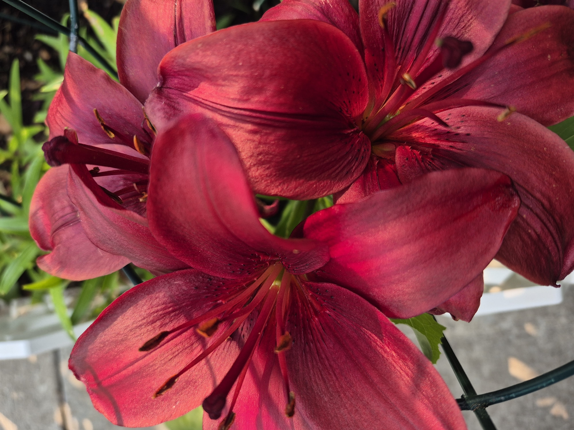 A close-up, high-angle shot captures several vibrant crimson lily flowers in full bloom. The petals are richly colored and textured, with subtle variations in shade and shadow that highlight their delicate veins. The stamens, tipped with dark pollen, are prominently displayed in the center of the flowers. The background is a soft blur of green foliage, suggesting an outdoor garden setting. A green metal fence or trellis runs diagonally across the lower portion of the frame, partially obscuring some of the flowers. The lighting suggests a bright, sunny day, with sunlight casting warm highlights on the petals.