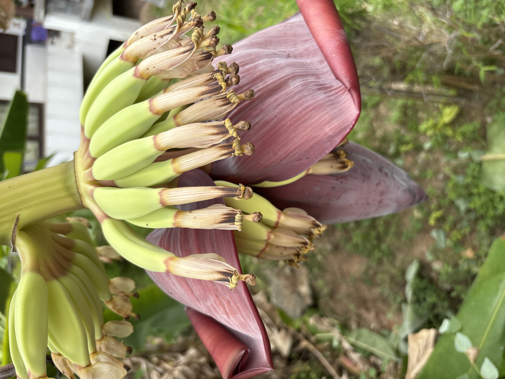 The image shows a banana flower (Musa spp.) with emerging baby bananas in บ้านบางรักษ์, Thailand. The flower is a deep maroon color, layered with bracts that are peeling back to reveal rows of small, green bananas. Some of the bananas have already flowered and display dried remnants of their blossoms. The flower and bananas are attached to a thick stalk. The background shows blurred green foliage, possibly from the banana plant itself, as well as some blurry buildings. The overall impression is a close-up shot of the banana flower at an early stage of fruit development.