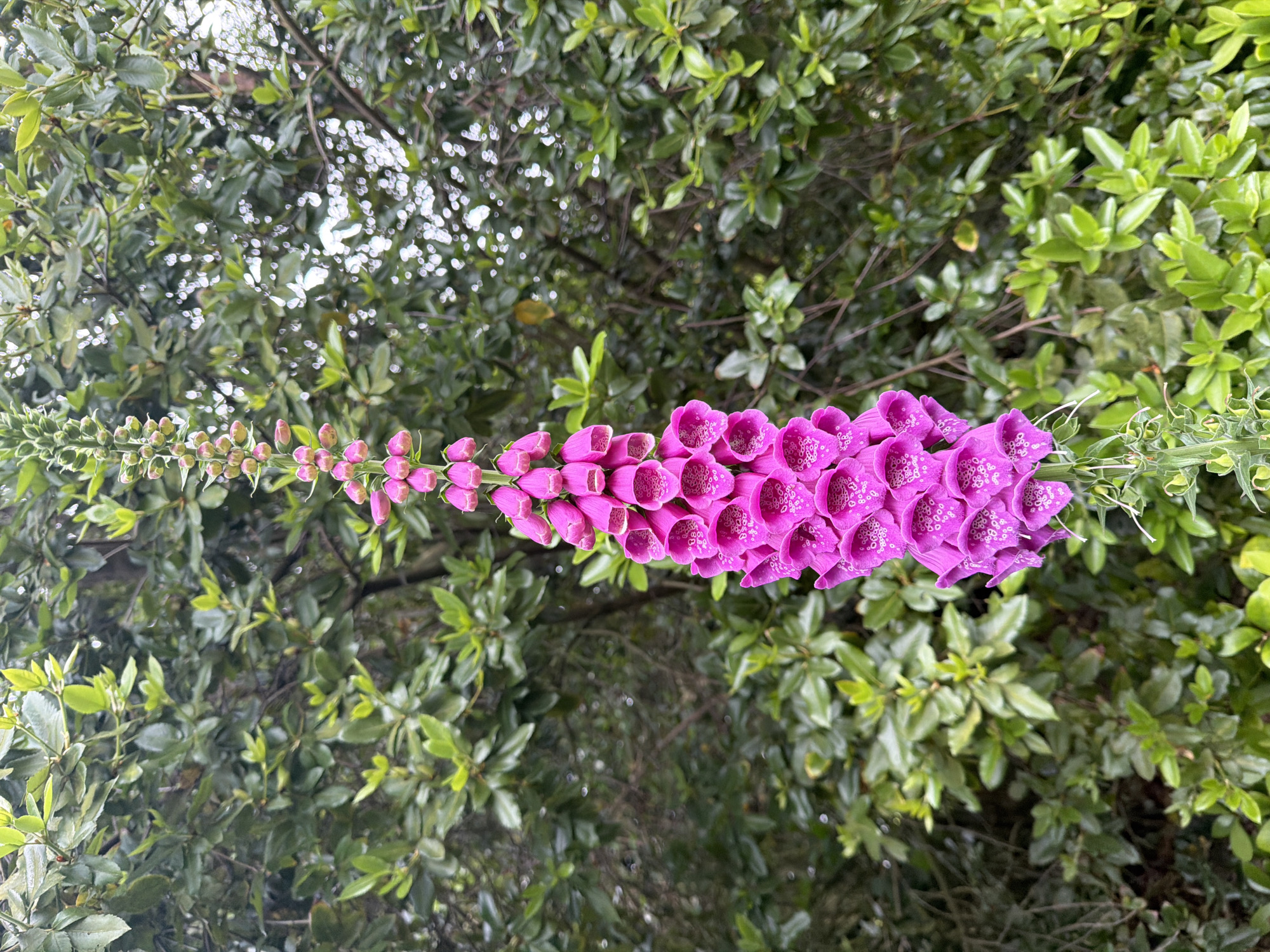 A tall, vibrant magenta foxglove (Digitalis purpurea) in full bloom dominates the center of the vertical frame. The flower stalk extends from the bottom edge to near the top, showcasing numerous bell-shaped blossoms. The lower and middle sections display fully open flowers, revealing darker purple-red speckled markings (nectar guides) inside their throats. Above these, the flowers gradually transition into tightly clustered, unopened buds, indicating new growth. The plant's green stem is visible at the bottom. The background consists of densely packed, out-of-focus green foliage, predominantly deep green leaves with some areas of lighter, possibly newer, green growth. The soft bokeh effect in the background suggests a shallow depth of field, with some brighter, diffuse light patches appearing through the leaves, particularly towards the upper right. No people, animals, or artificial structures are present in the image. The scene is situated in South Staffordshire, United Kingdom.