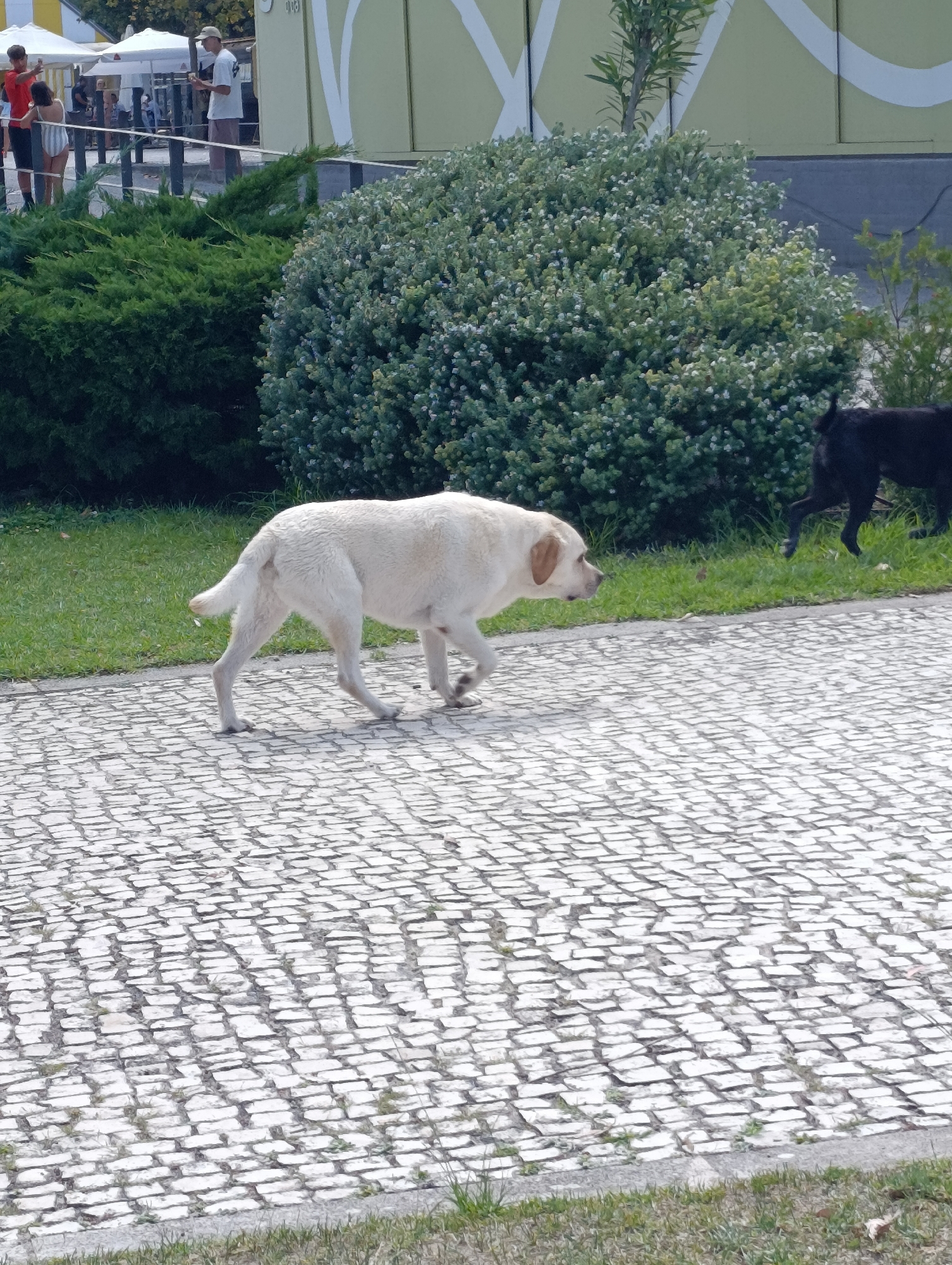 In Setúbal, Portugal, a light-colored dog is walking across a cobblestone pathway. Behind the dog is a dense, green bush. Further in the background, a dark-colored dog is visible walking on grass. People are present in the background, near some white tents and a light-colored building with a green and white mural. The scene appears to be outdoors, possibly in a park or public area.