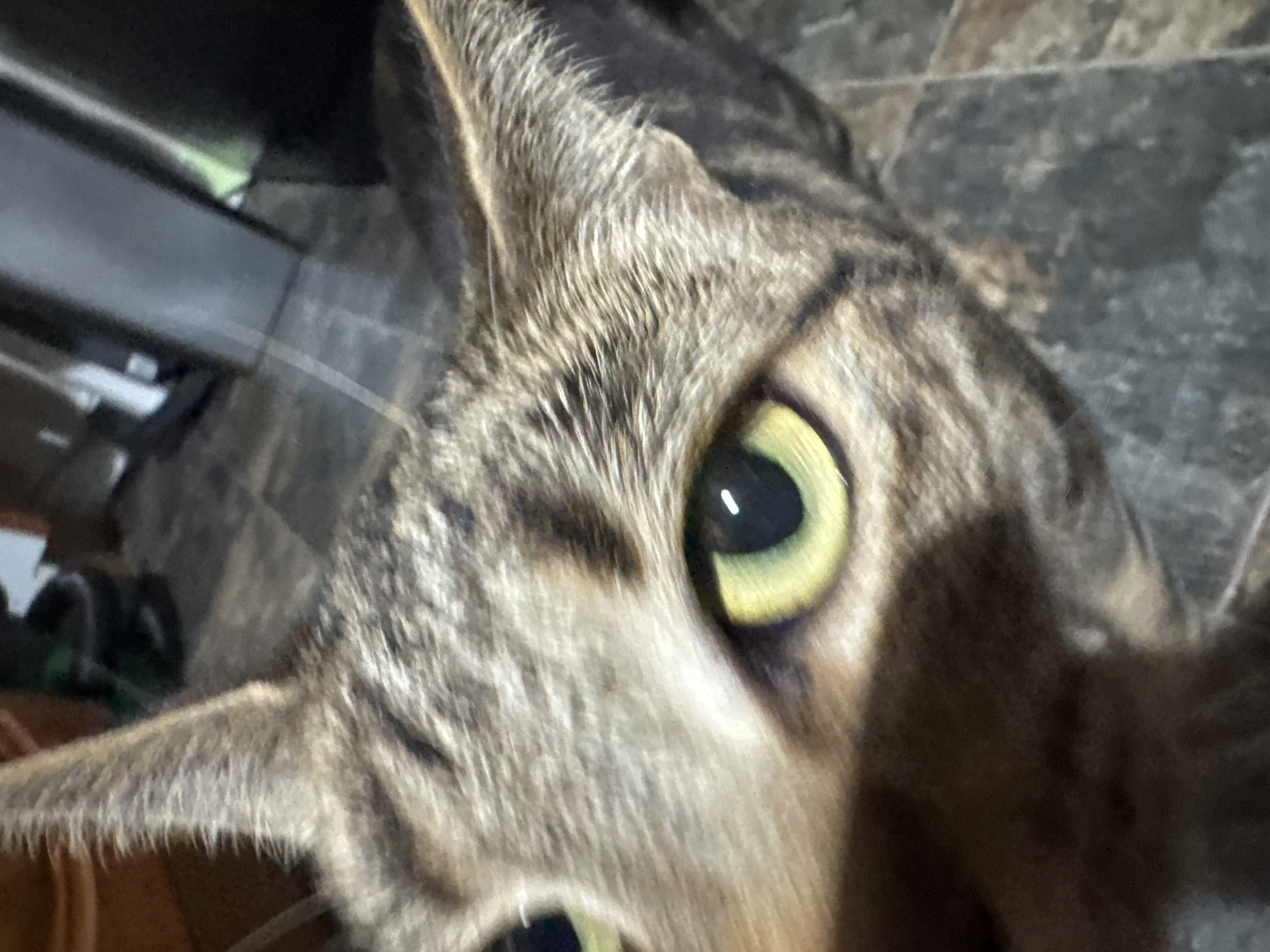 A close-up photograph shows the face of a tabby cat with yellow-green eyes. The cat's fur is striped in shades of gray and brown. Part of the cat's face is in shadow. The background is out of focus, appearing to be a tiled floor and a partially visible metal object. There is no information to determine if the photo was taken in Desborough, United Kingdom.