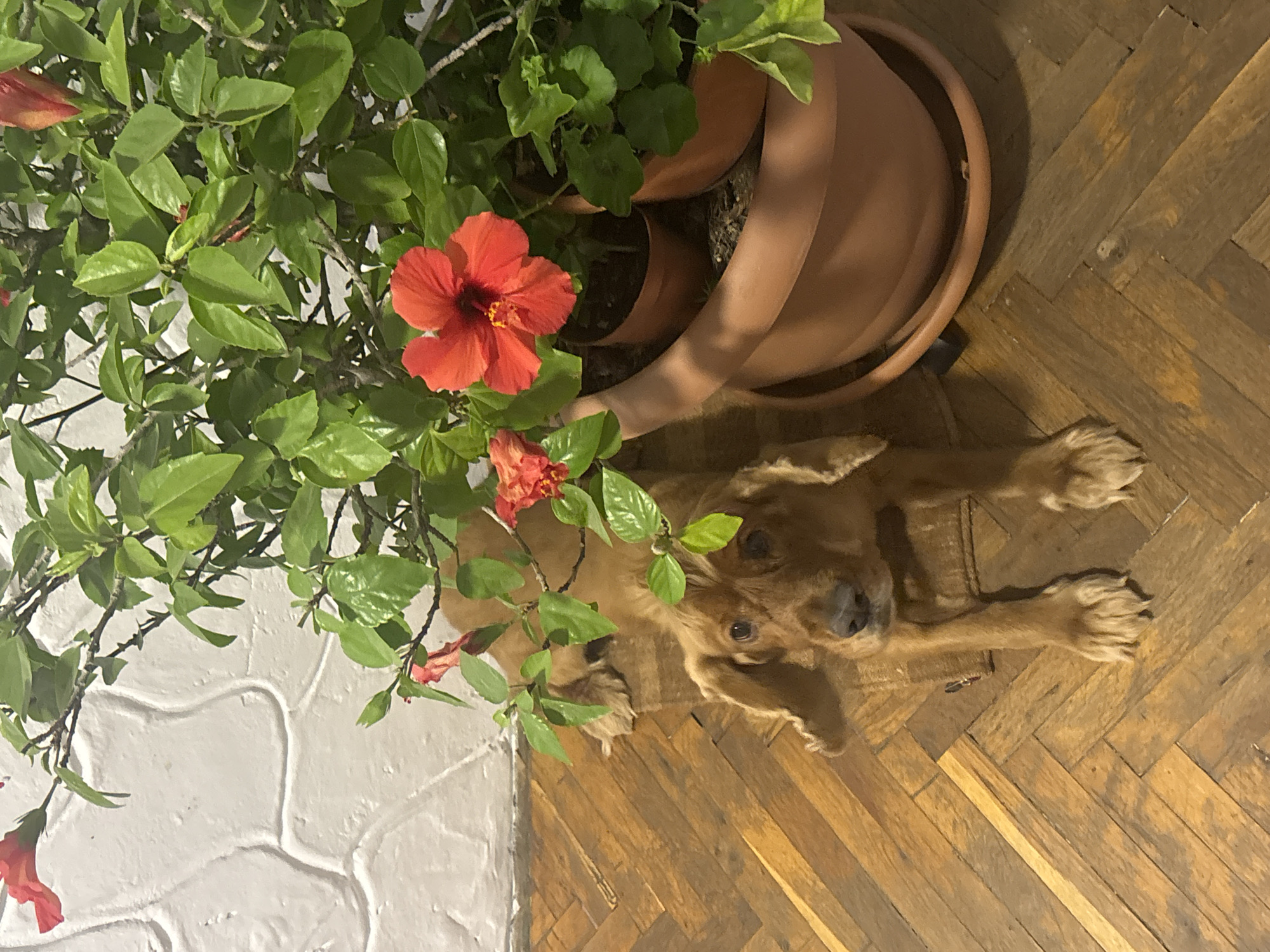 A photograph depicts a dog lying on a wooden floor next to a wall and underneath a potted hibiscus plant with a red flower. The pot is brown and tilted, with two smaller pots inside. The floor is made of wooden planks arranged in a herringbone pattern. The wall is white and textured. The location is not identifiable as Varna, Bulgaria, from the visual information provided.