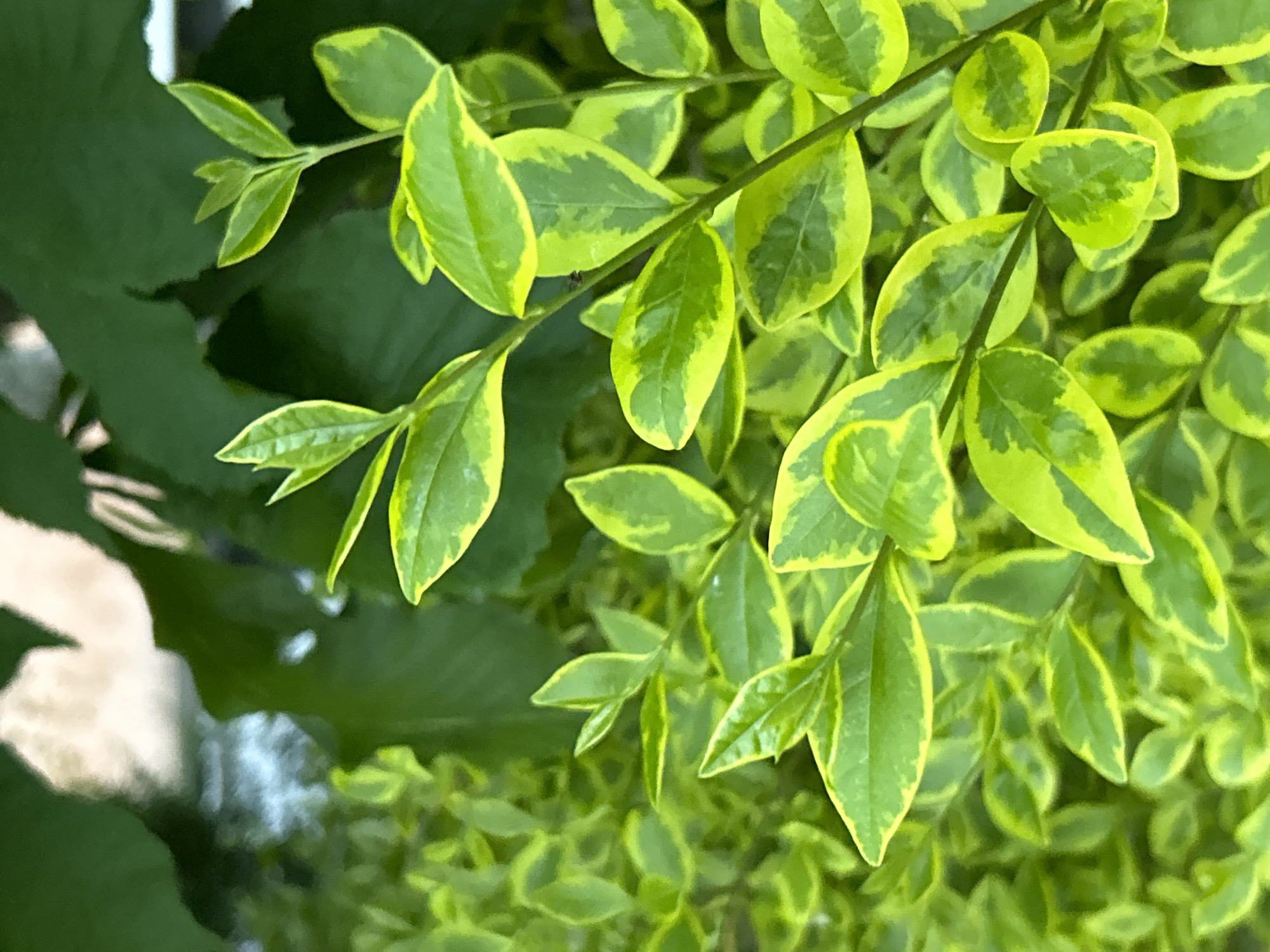 The image shows a close-up of green and yellow variegated leaves, likely from a shrub or bush. The leaves are arranged densely, filling most of the frame. Some darker green foliage is visible in the background on the left side.