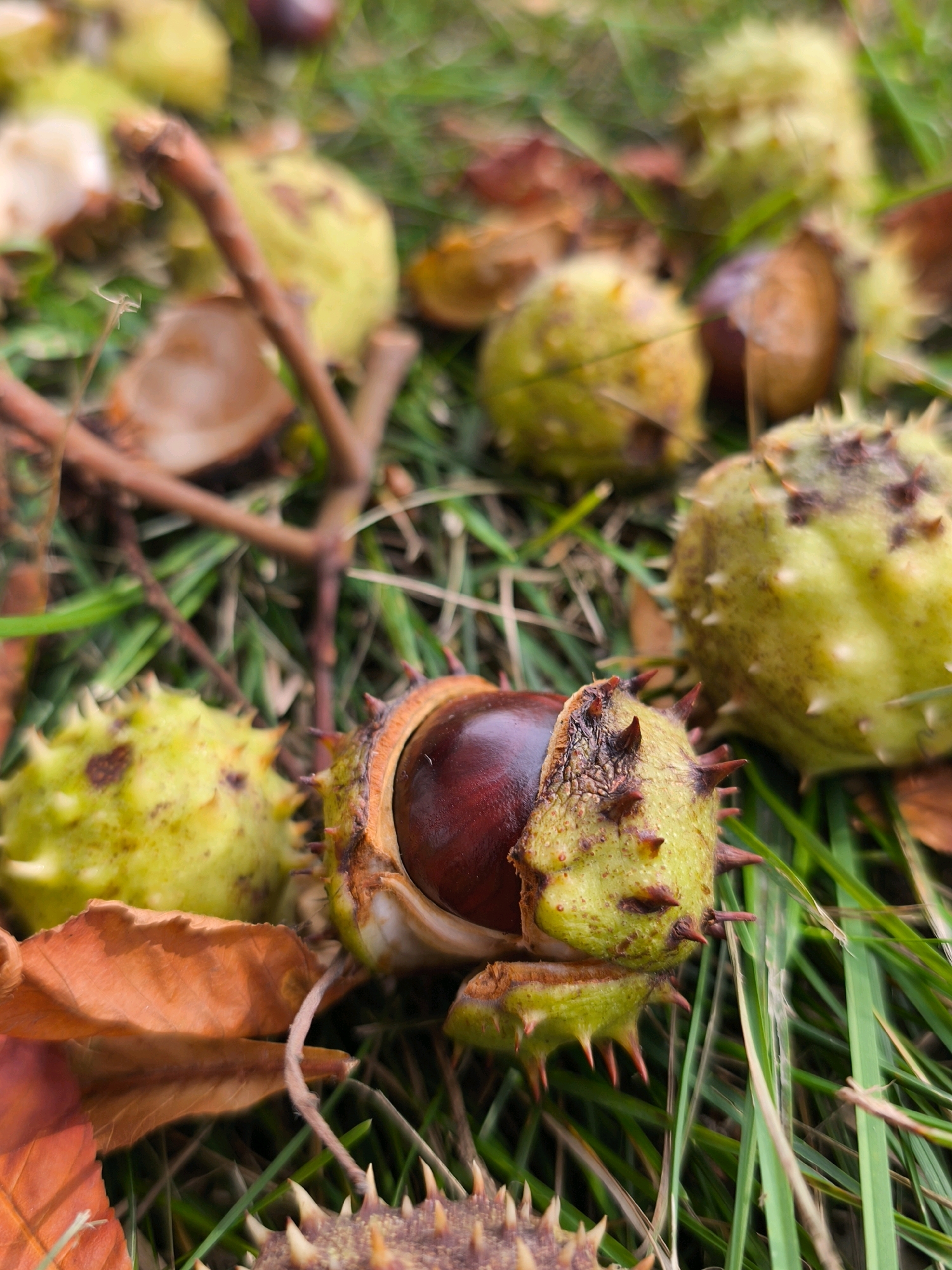 The image shows a close-up, ground-level view of several conkers (horse chestnuts) scattered on a grassy surface with fallen autumn leaves. The conkers are in various states of ripeness, some still enclosed in their spiky green husks, while others are partially or fully opened to reveal the glossy brown nuts. One conker in the foreground is split open, displaying a dark brown nut. The ground is covered in green grass, interspersed with dry, reddish-brown leaves. A few thin, brown twigs are also visible, adding to the natural, outdoor setting. The lighting suggests it is daytime, possibly overcast, with soft shadows. There are no people visible in the image. The scene is one of natural decomposition and the cycle of seasons, typical of a park or wooded area. The city of Mahilyow, Belarus, is not depicted or suggested by any specific landmarks or environmental cues in the image.