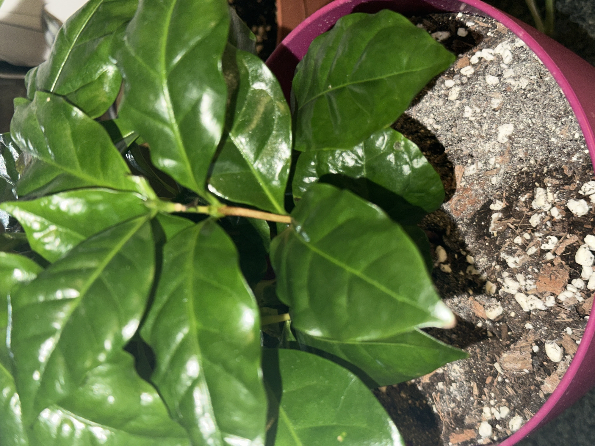 A close-up, eye-level shot focuses on a vibrant green plant potted in a purple container. The plant, characterized by its glossy, deep green leaves, takes up the majority of the frame, positioned to the left and partially extending towards the right. A single brown stem is visible amidst the foliage. The pot's soil is a mix of dark earth and light-colored perlite. The background is blurred. The location is impossible to tell from this image.