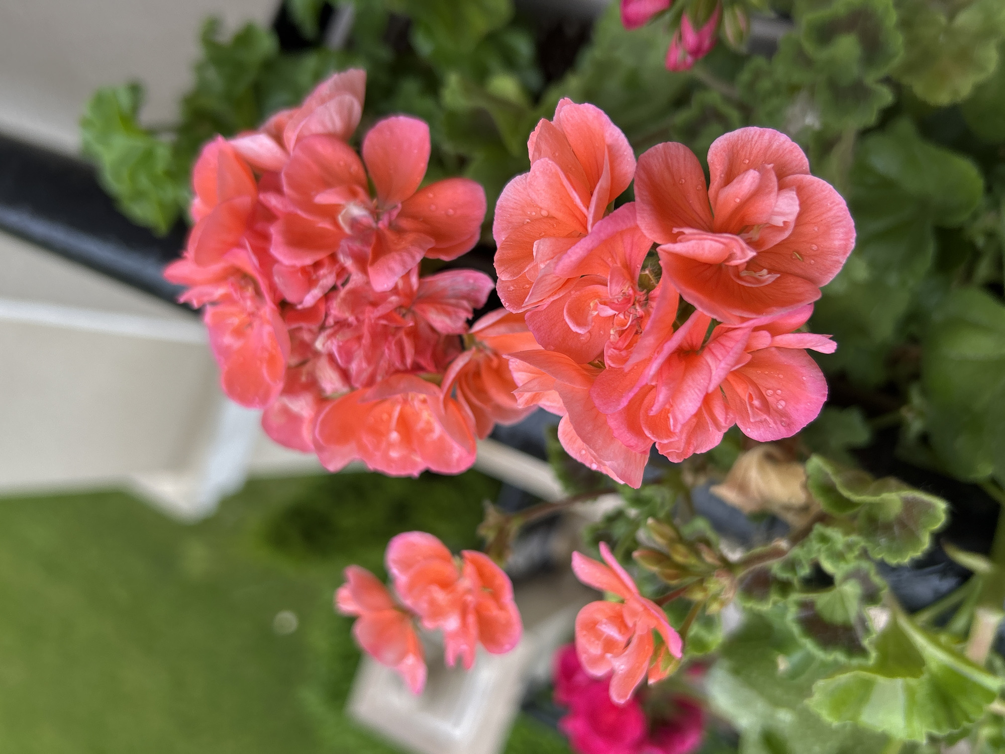 A high-angle shot captures a cluster of geranium flowers in shades of pink and coral. The flowers are interspersed with green foliage, some leaves exhibiting a mottled pattern. Small water droplets are visible on the petals. A portion of a dark-colored ledge is visible in the background, with a glimpse of green grass and a white structure further away. The location in Plovdiv, Bulgaria, cannot be confirmed from the image.
