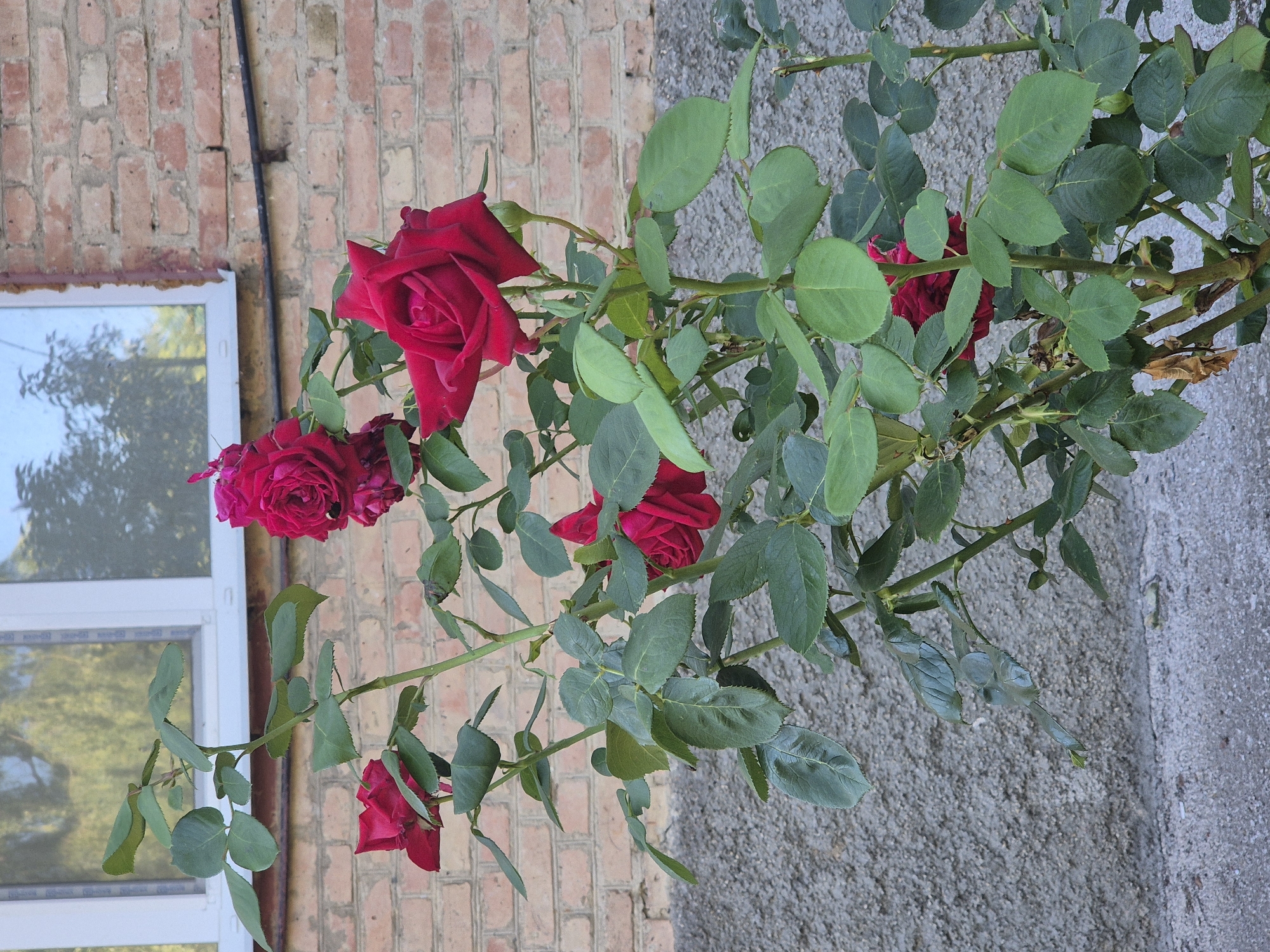 A close-up, eye-level shot captures a rose bush with multiple deep red blooms against a backdrop of a brick wall and a window. The bush is lush with dark green leaves. Several roses are in various stages of bloom, with some fully open and others appearing as buds. The brick wall behind the bush is constructed of light-colored bricks with visible mortar. A white-framed window is positioned in the upper left of the frame, reflecting trees and sky. The foreground consists of a textured gray concrete surface. The scene is outdoors, likely in a residential or garden area.