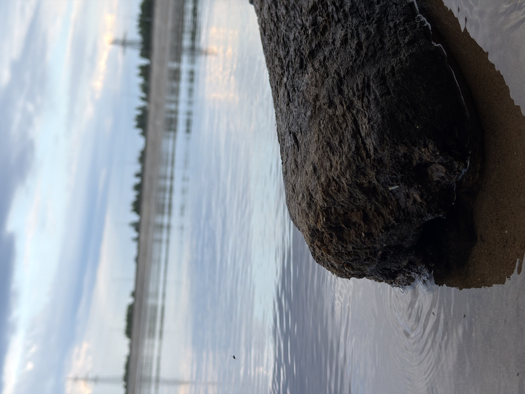 The image shows a close-up of a waterlogged log partially submerged in shallow water near a sandy shore. The log is dark brown and rough in texture, with some sand clinging to it. The water is calm, with gentle ripples emanating from where the log meets the water. In the background, the sky is overcast with diffused sunlight, and the silhouette of trees and power lines can be seen along the distant shoreline, suggesting a landscape near an industrial area. The scene is likely a riverbank or lakeshore. The location of Chaikovsky, Russia, is not explicitly visible in the image but provides context for the type of environment.
