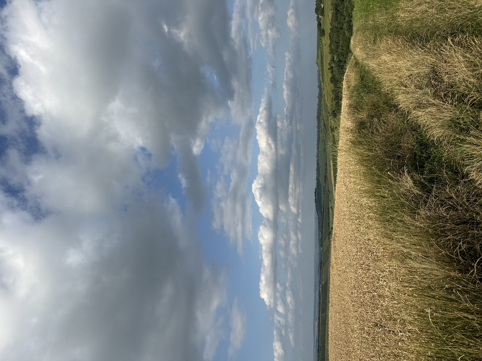 A wide shot captures a rural landscape under a dramatic sky filled with light and dark gray clouds and patches of blue sky. In the foreground, a field of golden wheat extends to the left, bordered by tall, dry grass on the right, which forms a path. Beyond the wheat field, rolling green hills are visible, dotted with trees and some distant buildings. The scene appears to be in a rural or agricultural area, likely during the daytime.