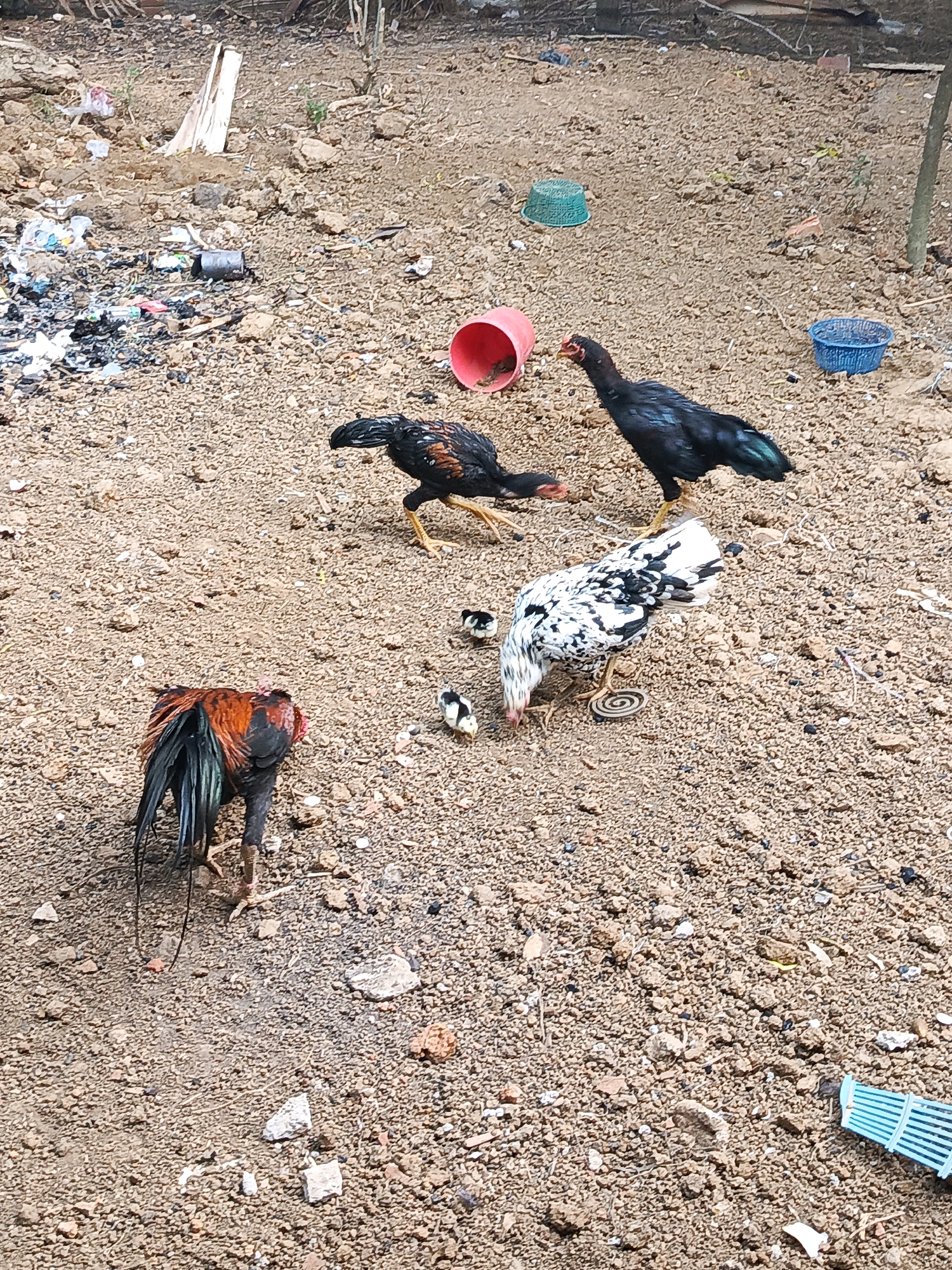 In Megang Sakti I, Indonesia, a flock of chickens, including adult hens and roosters, along with several chicks, are seen foraging on a dirt ground littered with debris. The environment is a dry, open area with scattered pebbles and small rocks. Among the debris, there are pieces of plastic bags, a crumpled metal can, and discarded items. In the background, there are also a few plastic containers, a red bucket, and a blue basket. The chickens are engaged in typical foraging behavior, pecking at the ground for food. One black rooster stands tall, alert, while another black and red rooster is bent down, possibly interacting with the ground. A white and black hen is also seen pecking at the ground, with two small chicks nearby. In the foreground, a rooster with a dark tail and red, black, and green plumage is facing away from the camera, with its tail feathers spread. A blue plastic grate is visible in the lower right corner of the image.