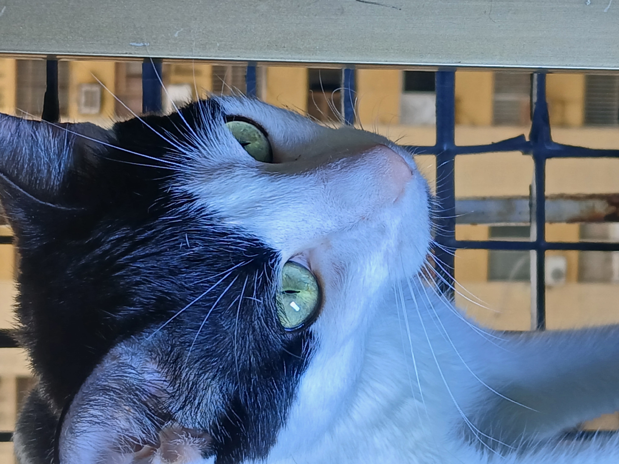 This close-up image, taken in Ciudad Guayana, Venezuela, features a black and white cat looking upwards and slightly to its right. The cat's head and partial body are visible, with prominent green eyes that appear alert and curious. Its white fur contrasts sharply with patches of black, especially around its left eye and ear. Numerous long, white whiskers extend from its muzzle.
Behind the cat, a black metal grid of window bars is visible. Through these bars, the background reveals yellowish, multi-story buildings with rectangular windows, some appearing dark or unlit, indicating an urban setting. Hints of air conditioning units might be discernible on some buildings. Above the window bars, a light-colored, possibly wooden or metallic, frame runs horizontally across the top of the image. The lighting suggests it is daytime. No discernible text is visible in the image.