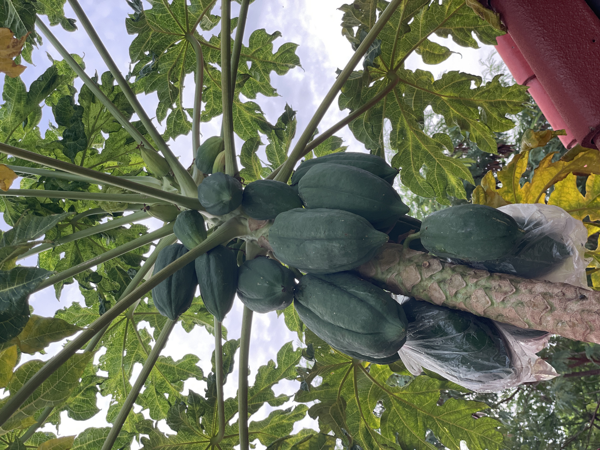The image shows a close-up view of a papaya tree with several green papayas growing on it. Some of the papayas are enclosed in transparent plastic bags. The leaves of the tree are large and green, with some yellowing on the edges. The sky is visible through the leaves, with clouds suggesting it might be overcast or late afternoon. In the foreground, a red tiled roof is visible. The scene is likely outdoors, in a tropical or subtropical environment, which is consistent with Pattaya City, Thailand. There are no people or animals present in the image. The focus is on the fruit-bearing papaya tree.