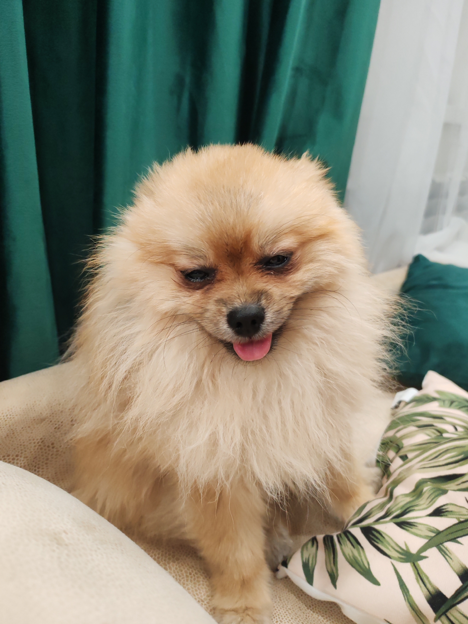 A light brown Pomeranian dog with its tongue slightly out sits on a textured beige surface in front of dark green curtains. To the right of the dog, a decorative pillow with a green leaf pattern is visible. The background includes white curtains.