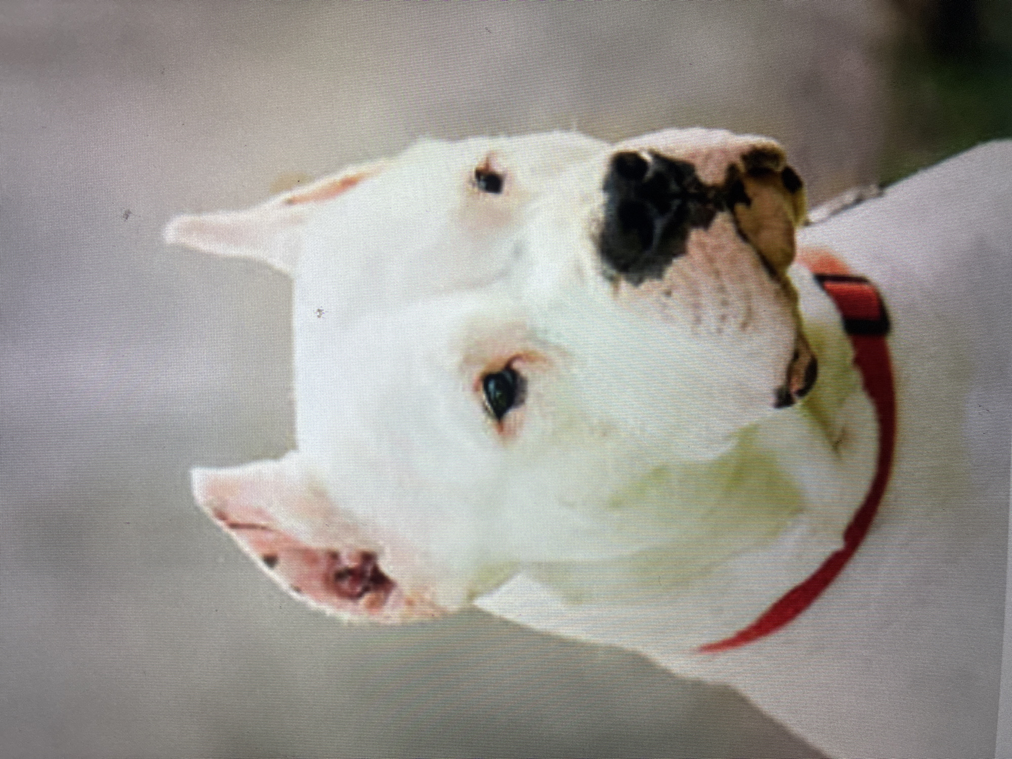 This is a close-up portrait of a white dog, possibly a Dogo Argentino or a similar breed, taken in Asenovgrad, Bulgaria. The dog has short white fur, pointed ears, and distinct facial markings: a large black patch covers its nose and extends over its right eye (from the viewer's perspective), with a smaller black spot above its left eye. Its eyes are dark and appear alert. The dog is wearing a vibrant red collar around its neck. Its head is tilted significantly, giving the impression it is looking up or observing something with curiosity.
The background is uniformly blurred, appearing as a light grey or tan, which keeps the focus entirely on the dog. There are no specific cues for the time of day or weather visible within the image. The dog's expression is calm and attentive. No visible text is present. A notable detail is that the image itself appears to be a photograph of a digital screen, as evidenced by the distinct horizontal pixel lines visible across the entire composition, especially noticeable in the uniform background and cropped sections.
