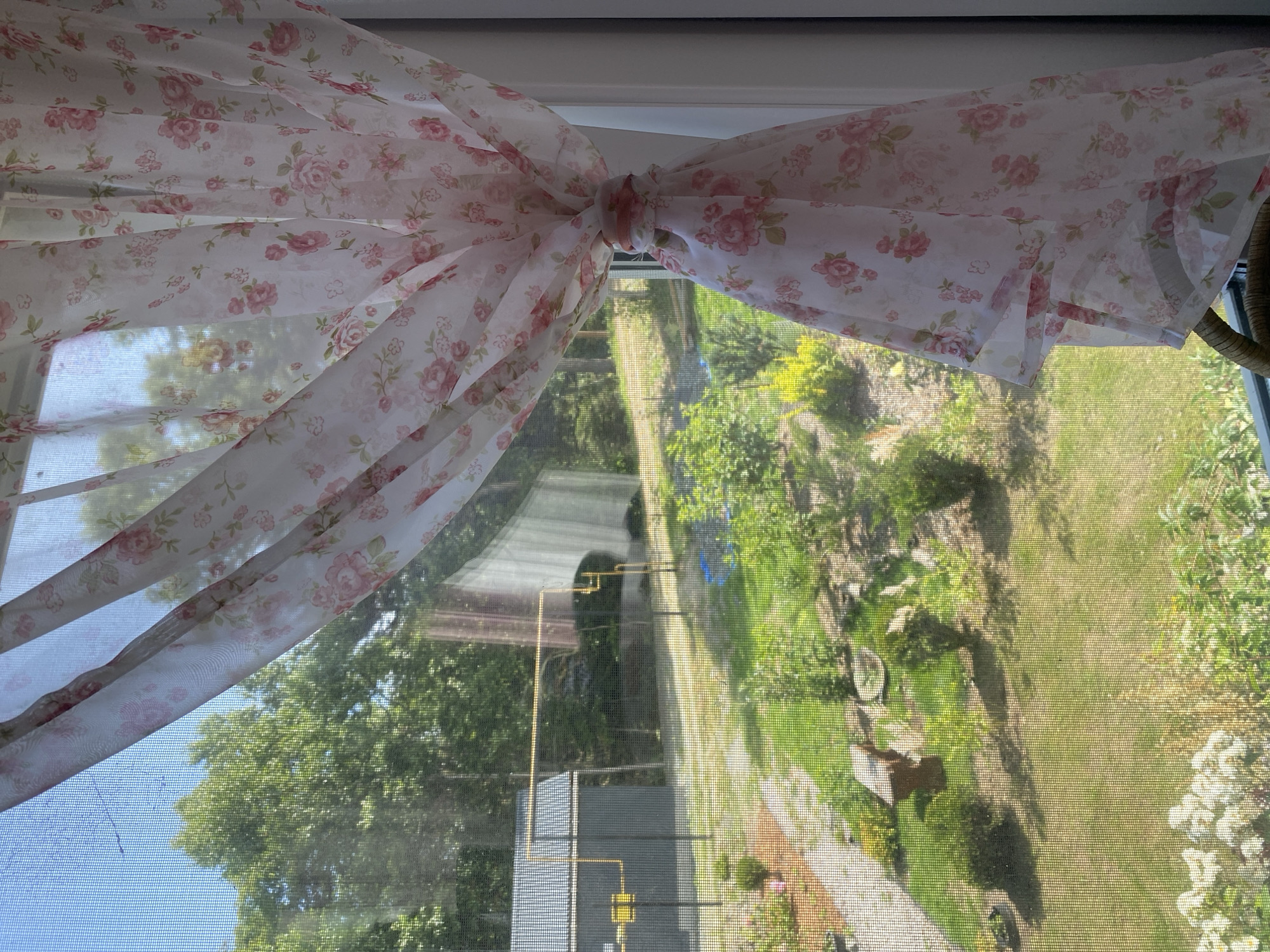 The image shows a view through a window with a sheer, floral curtain in the foreground. The curtain is white with pink roses and green leaves. It is tied back to the right side of the window. Through the window, a backyard scene is visible. There is a dark gray shed or building on the left, with yellow piping or conduits running along its side and across the yard. The yard itself is covered in green grass and has various plants and bushes. A small wooden bench is visible in the middle ground. In the background, there are many green trees under a clear blue sky. The location is Tret'ya Pad', Russia.