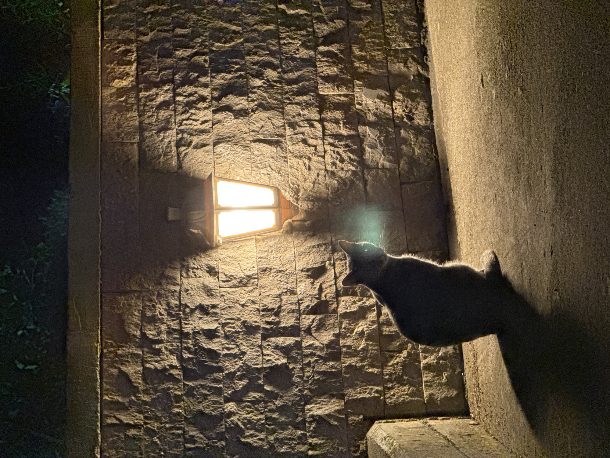 A dark gray cat is sitting on a paved surface in front of a stone wall at night. A lantern above the cat casts a warm light on the wall and the cat's shadow. The scene is in Trap, Montenegro.