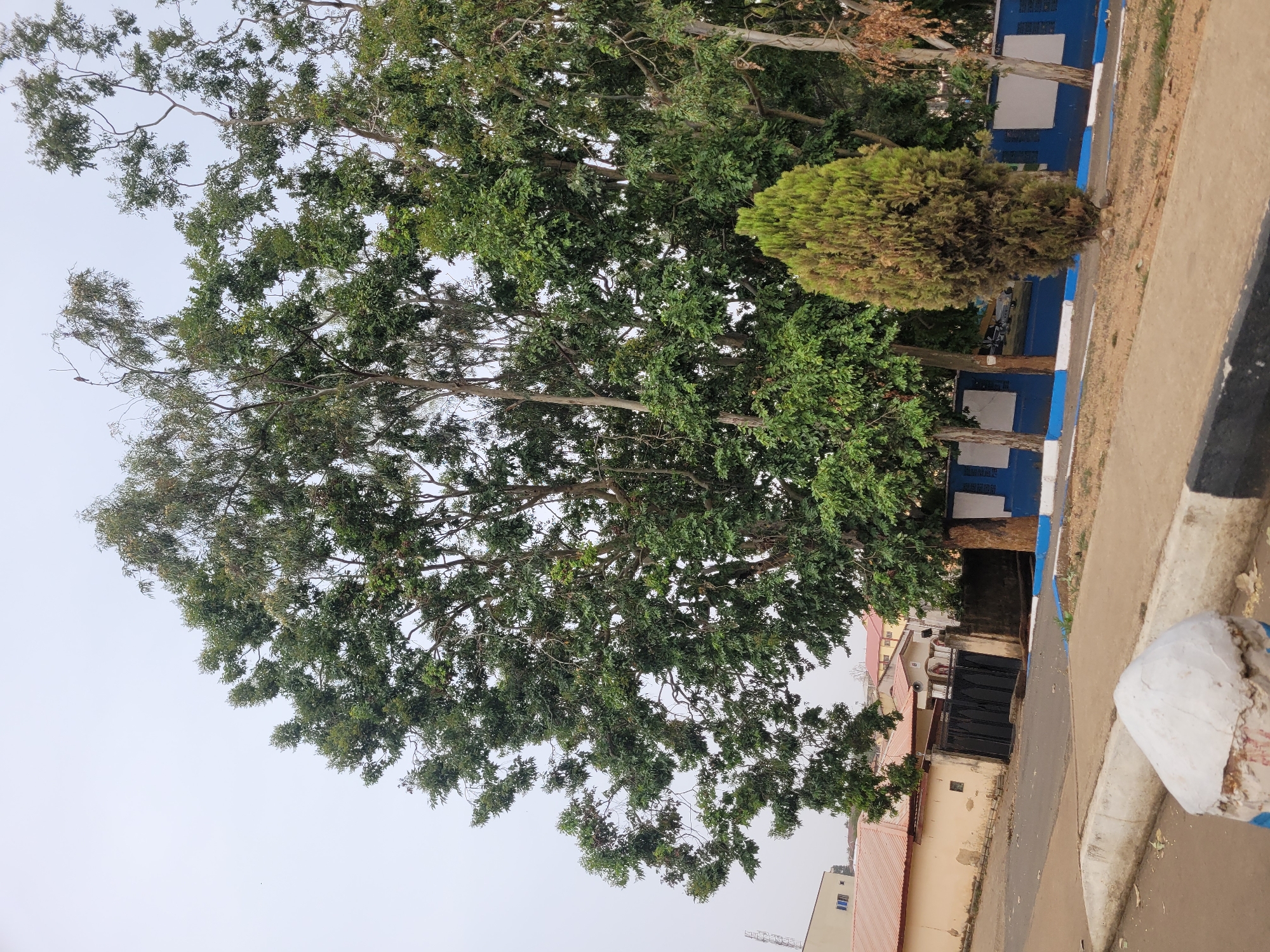 This vertical image, if correctly oriented, captures an outdoor scene featuring lush greenery and man-made structures under an overcast sky in Jos, Nigeria.
The upper and central portions of the frame are dominated by several large, tall trees with dense green foliage and visible light-colored trunks and branches reaching towards the sky. Their leaves show variations in green, suggesting different species or lighting conditions. To the right, standing apart from the larger trees, is a distinct, smaller, bushy tree with a conical shape and lighter green leaves.
A paved road or pathway runs from the right foreground into the mid-ground, flanked on its right side by a curb. This curb is painted in alternating sections of white and dark blue. In the immediate right foreground, a white concrete marker or bollard is visible on the edge of the curb.
Beyond the curb and among the trees in the background, several buildings are visible. One prominent structure features a dark blue upper section with what appear to be white rectangular panels or windows. Faint, illegible white text can be discerned on this blue surface. Further down the path, a black metal gate stands before a property, and another building with a reddish-orange sloped roof is visible in the distance.
The scene appears static, with no people or discernible activity taking place. The time of day is daylight, characterized by the soft, diffused light indicative of an overcast sky. The combination of established trees, paved areas, and buildings suggests a settled urban or residential environment in Jos, Nigeria.